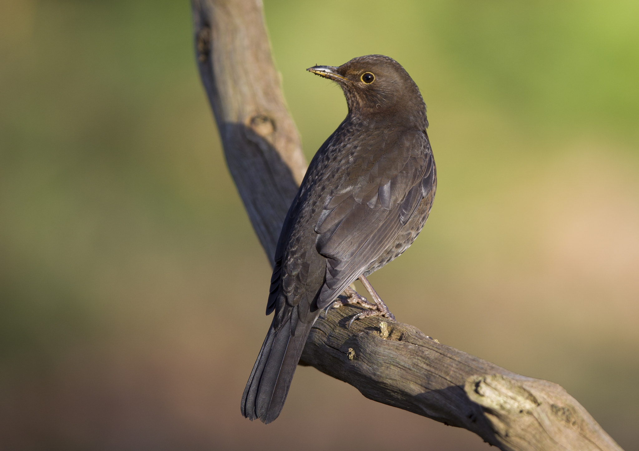 Canon EF 400mm F2.8L IS II USM sample photo. Mrs blackbird photography