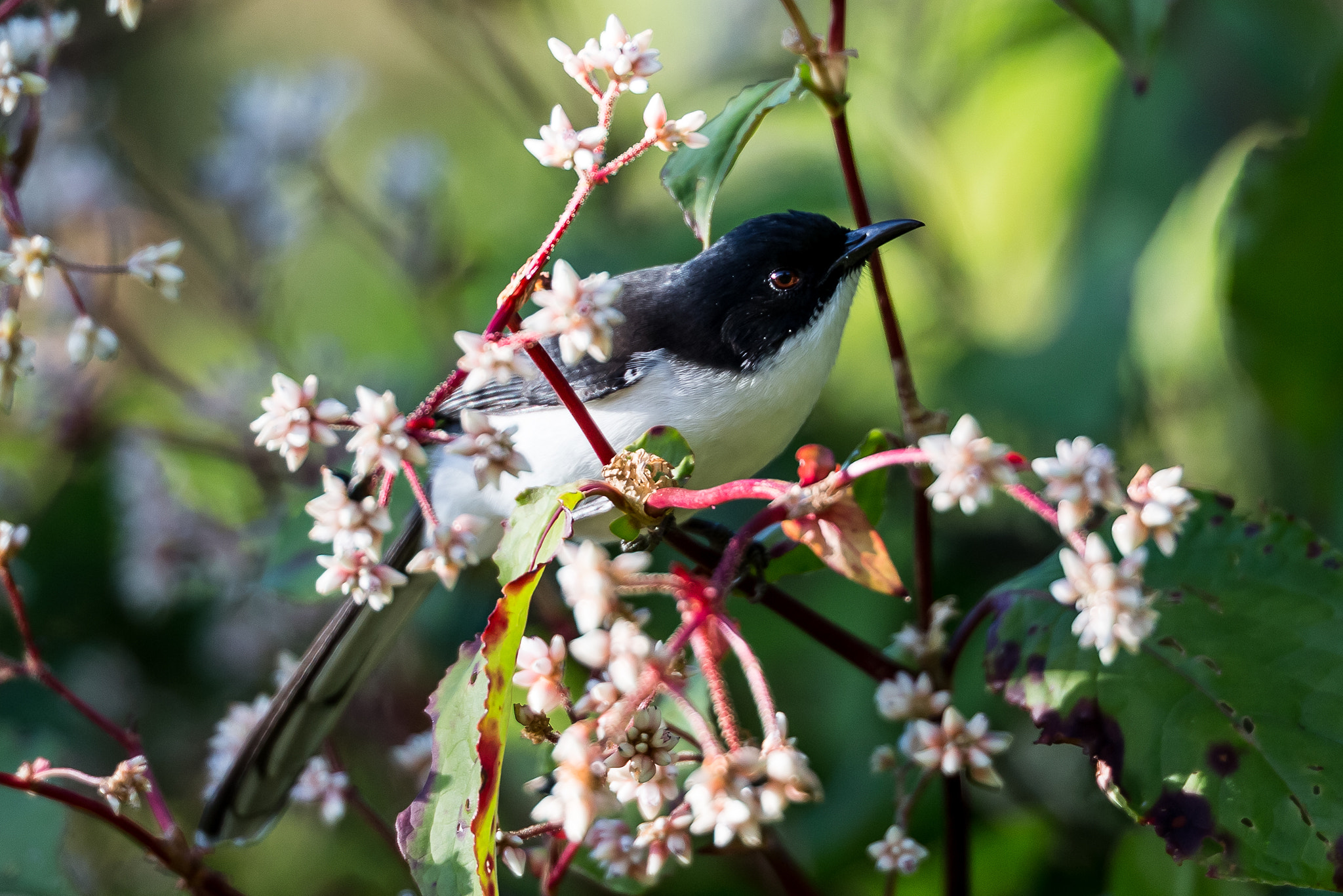 Canon EOS-1D X + Canon EF 200mm F2L IS USM sample photo. Dark-backed sibia photography