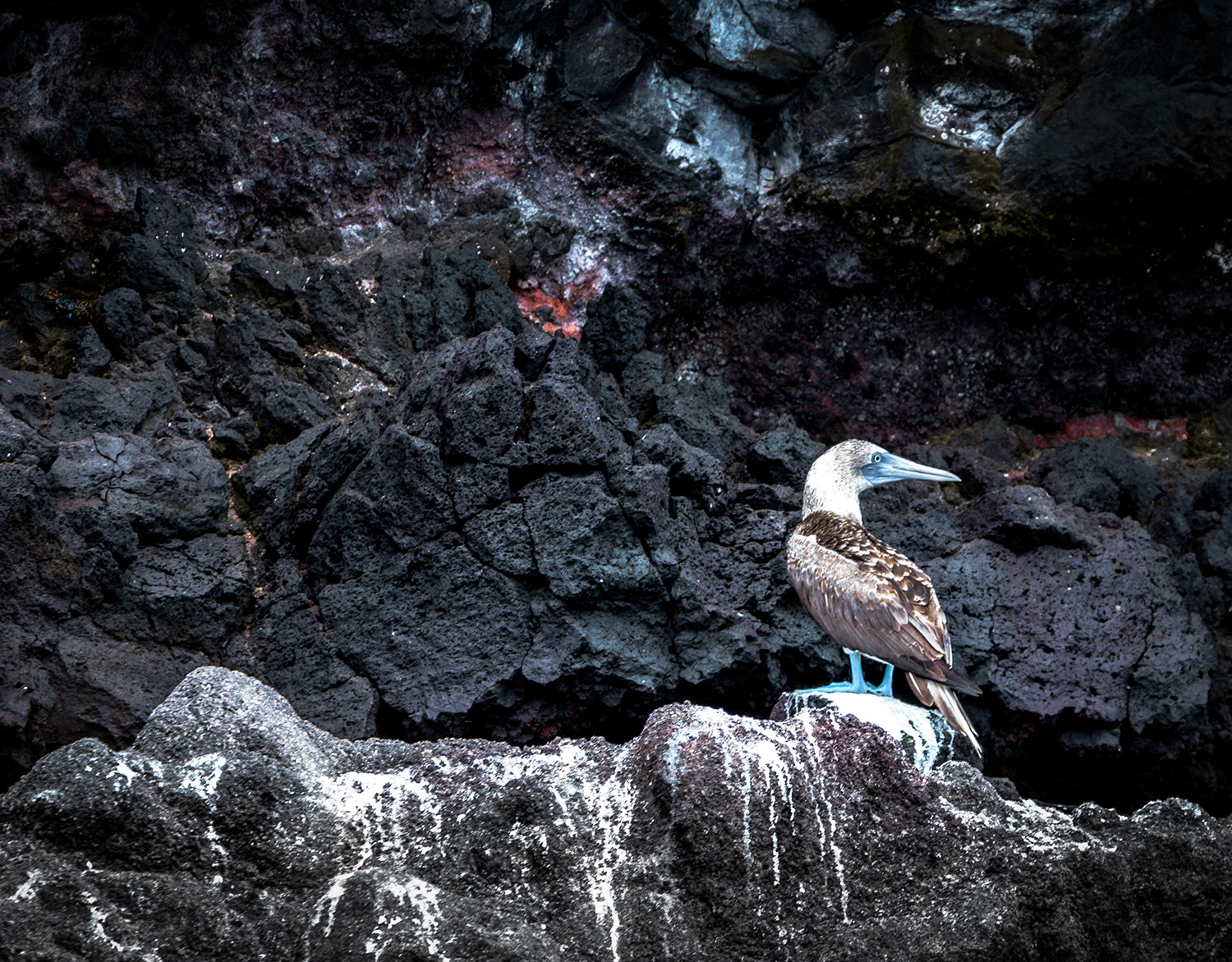 Canon EF-S 18-135mm F3.5-5.6 IS STM sample photo. Piquero s photography