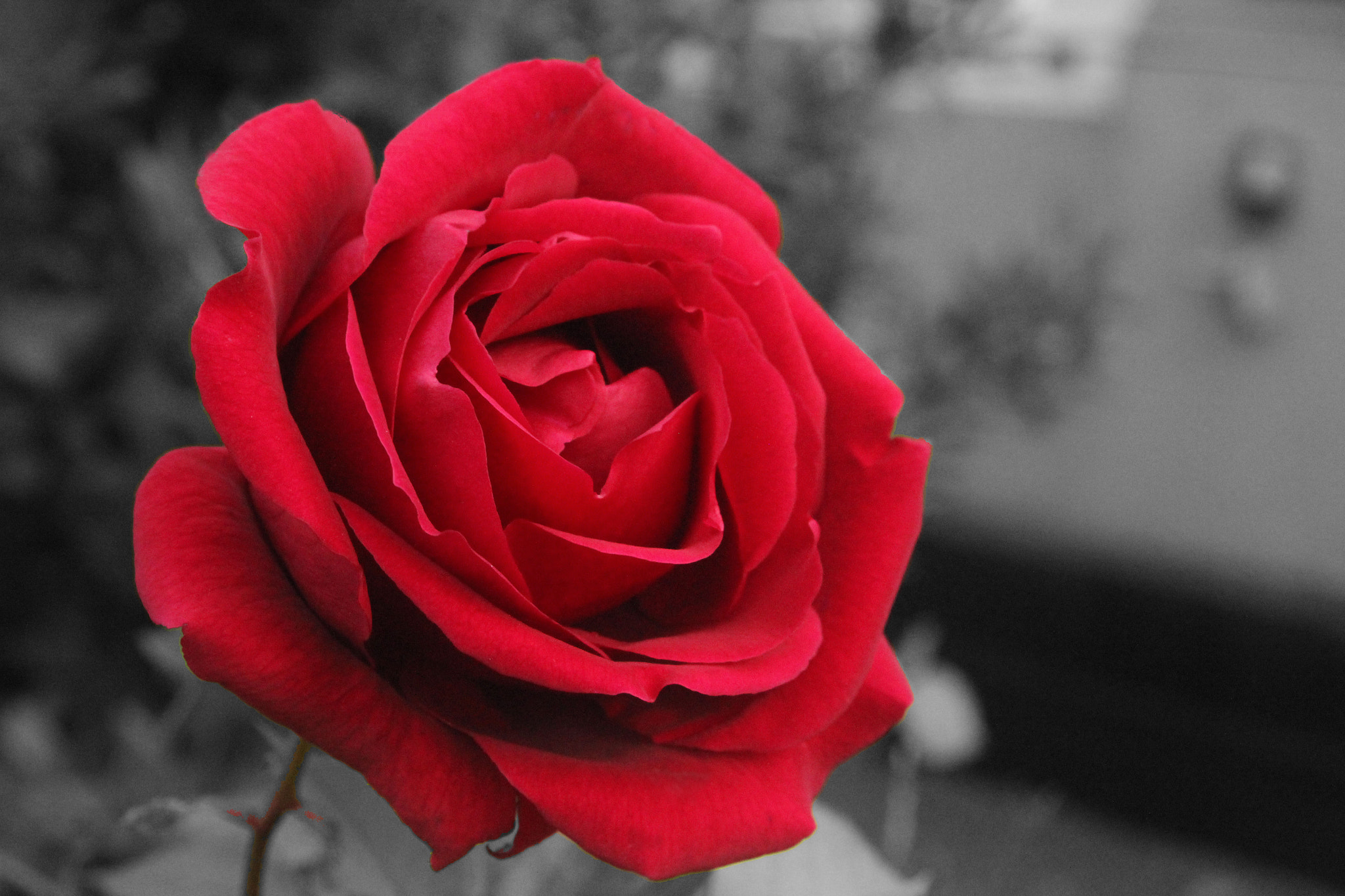 Canon EF 28-80mm f/3.5-5.6 USM sample photo. Red rose photography