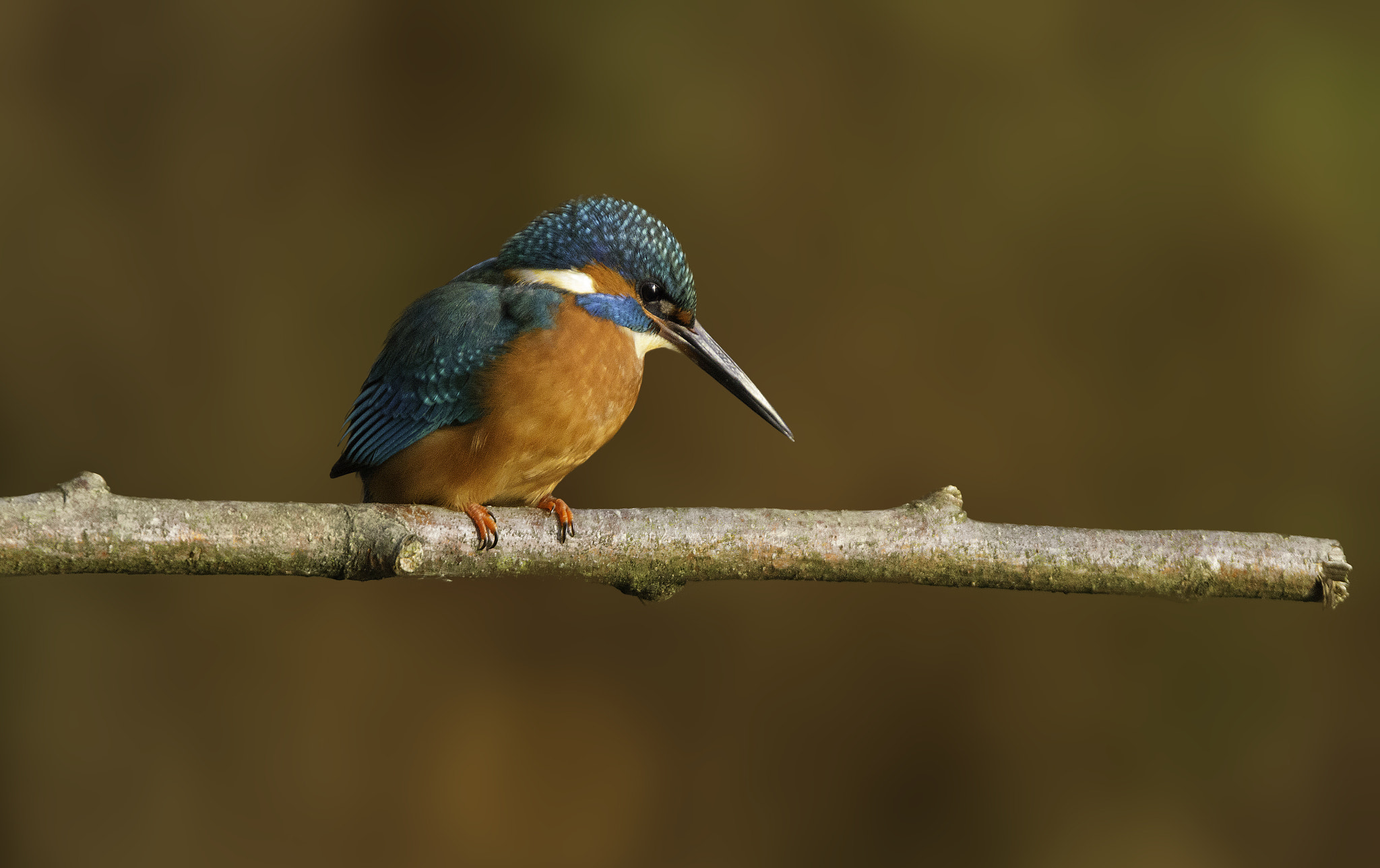 Canon EOS 7D + Tamron SP 150-600mm F5-6.3 Di VC USD sample photo. Another kingfisher photography