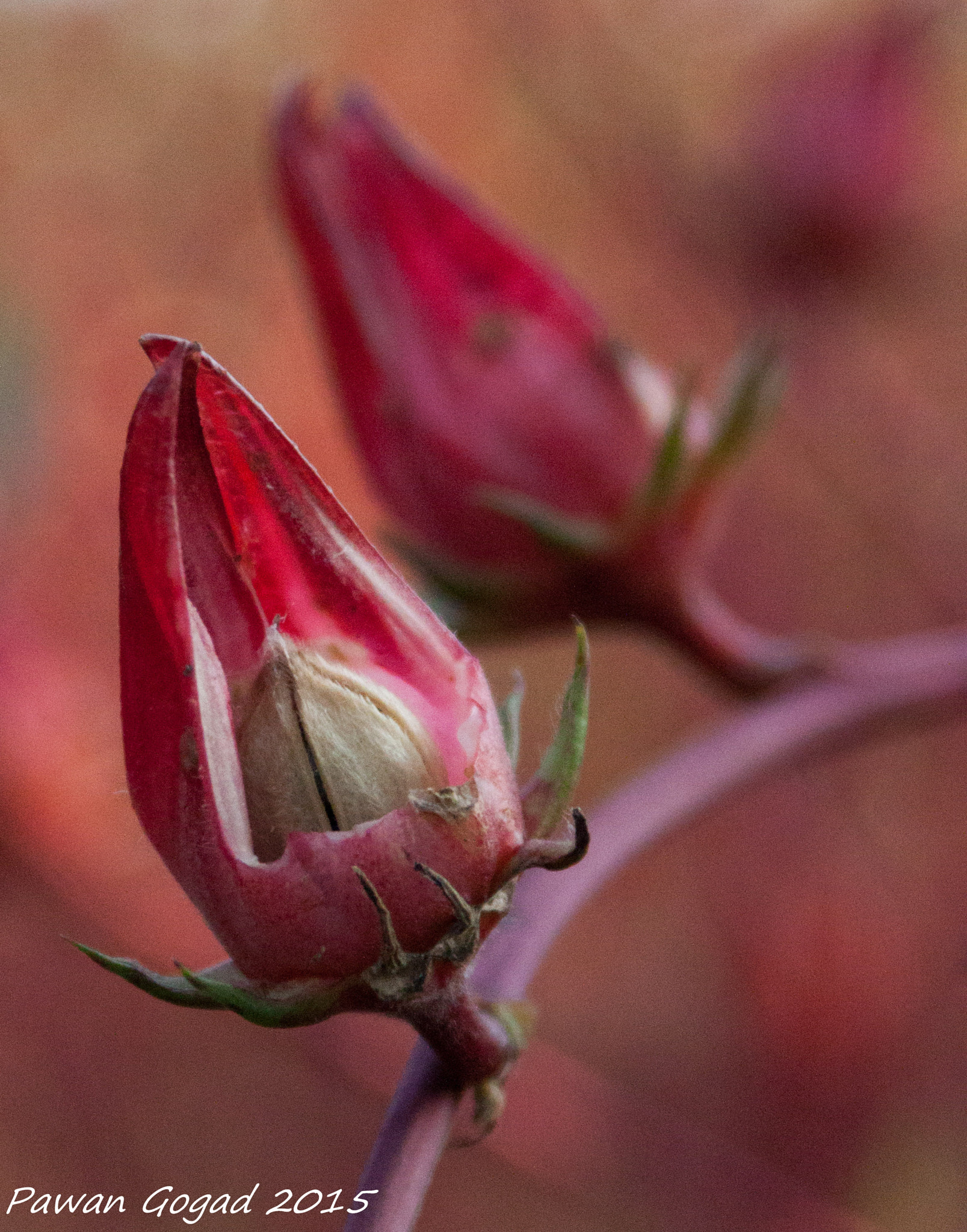 Canon EF 28-105mm f/3.5-4.5 USM sample photo. Wild flower photography