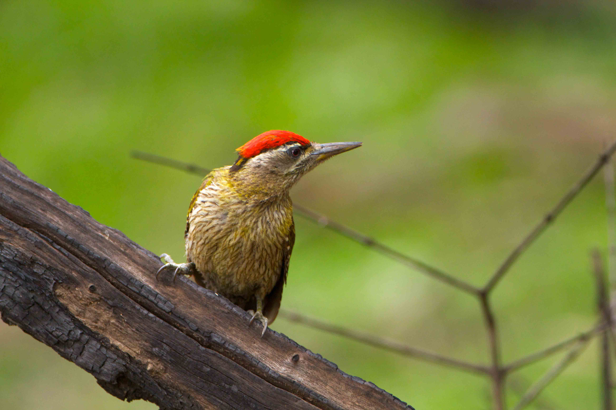 Canon EOS 60D + Canon EF 500mm F4L IS USM sample photo. Streak-throated woodpecker photography