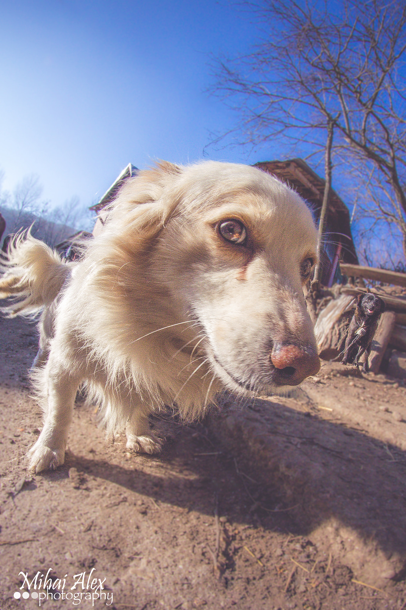 Nikon D3200 + Samyang 8mm F3.5 Aspherical IF MC Fisheye sample photo. Dog photography