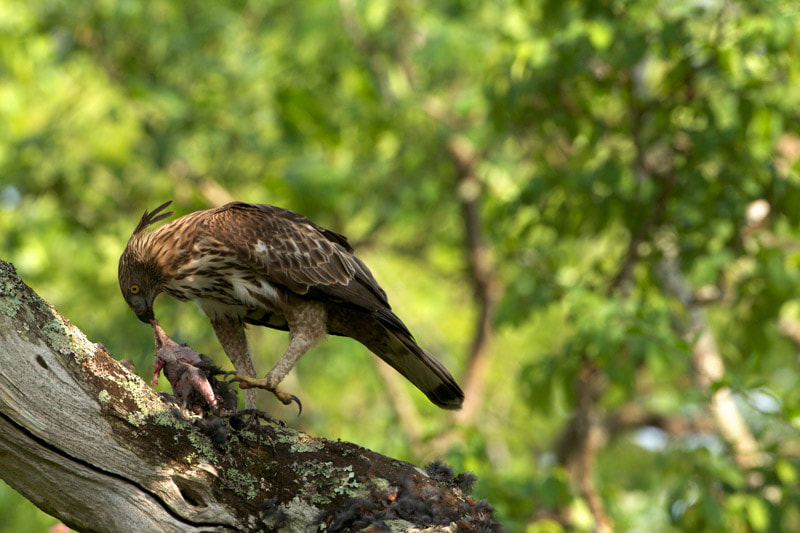 Canon EOS 60D + Canon EF 500mm F4L IS USM sample photo. Changeable hawk eagle photography