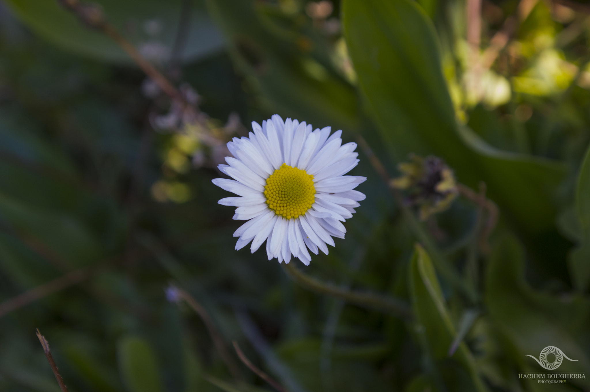 Nikon D3200 + Sigma 18-50mm F2.8-4.5 DC OS HSM sample photo. Flower photography