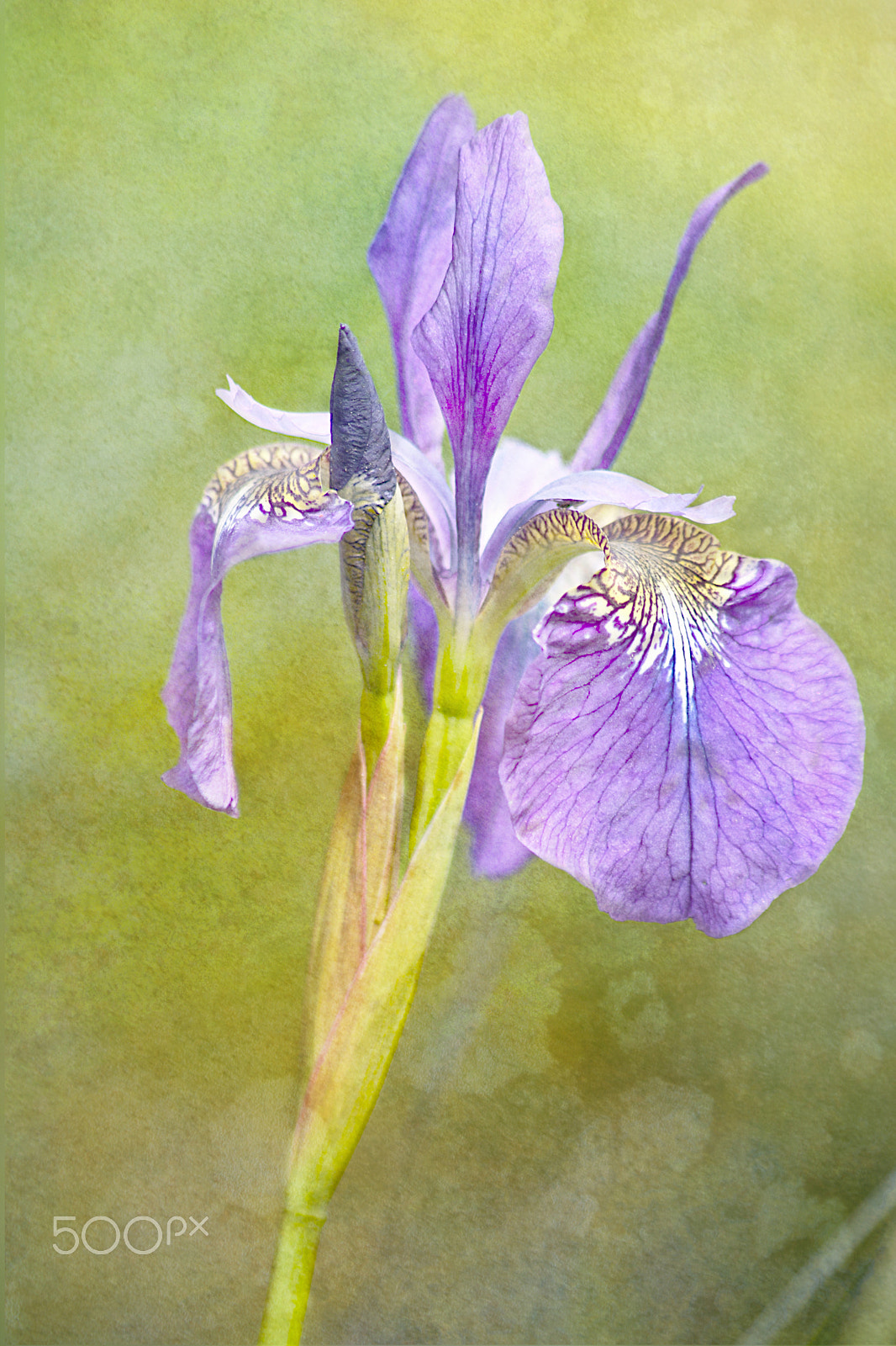 Canon EOS 1000D (EOS Digital Rebel XS / EOS Kiss F) sample photo. Purple siberian iris photography