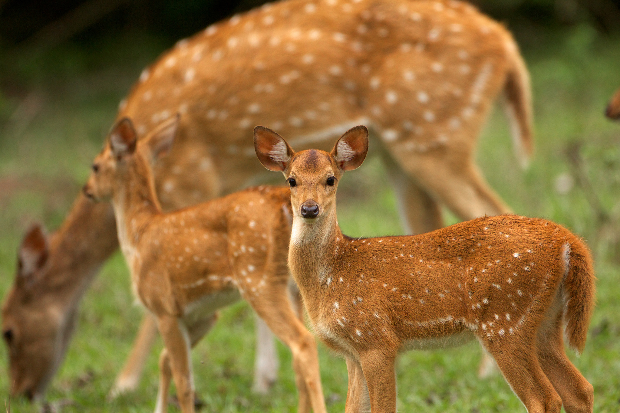 Canon EOS 60D + Canon EF 500mm F4L IS USM sample photo. Spotted deer photography