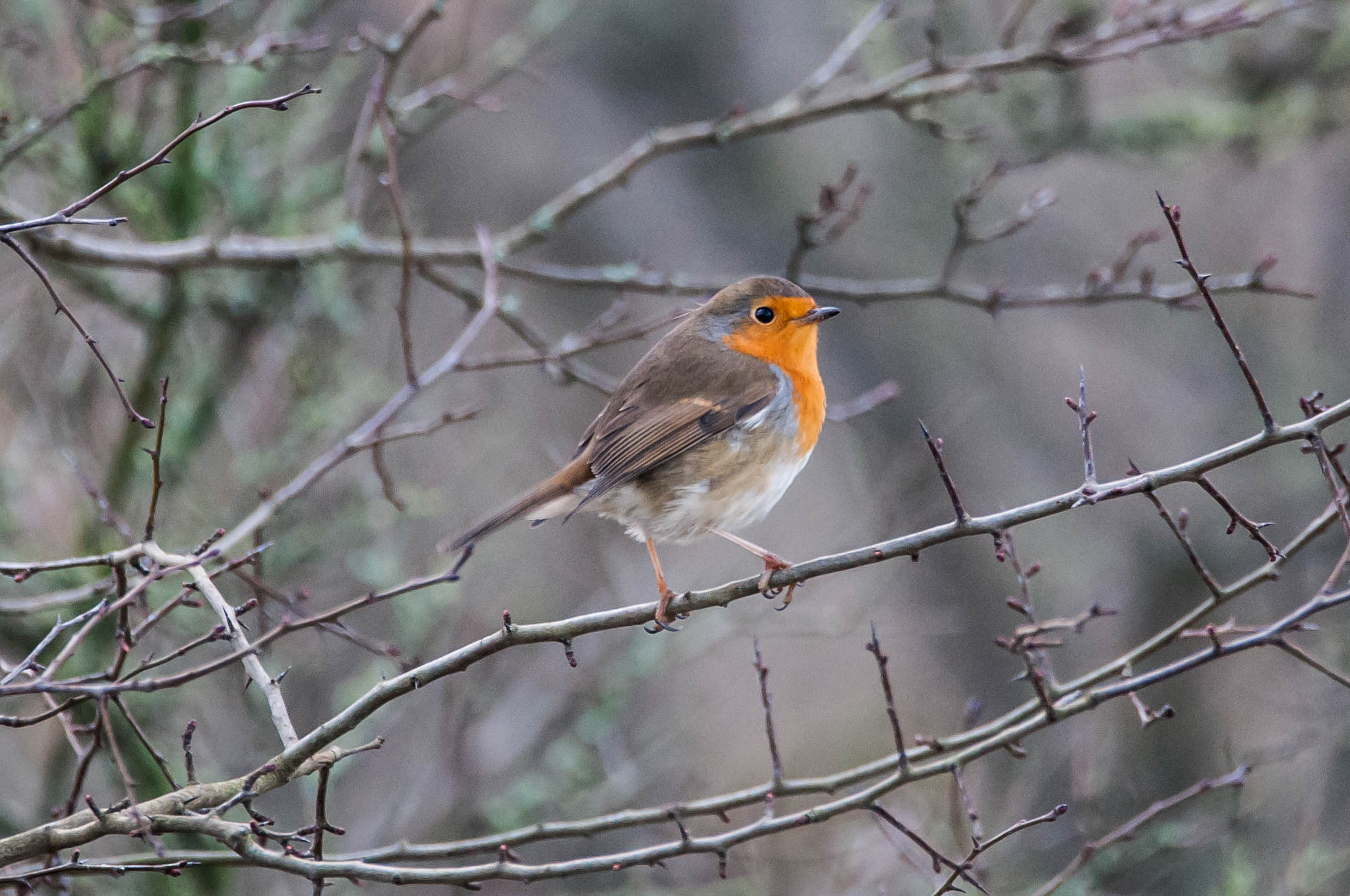 Sigma 150-600mm F5-6.3 DG OS HSM | C sample photo. Roodborst photography