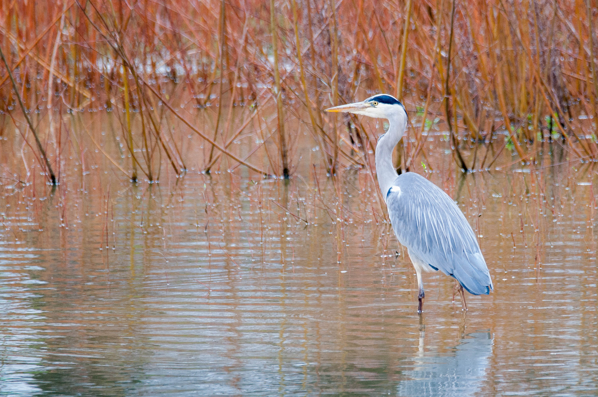 Sigma 150-600mm F5-6.3 DG OS HSM | C sample photo. Reiger photography