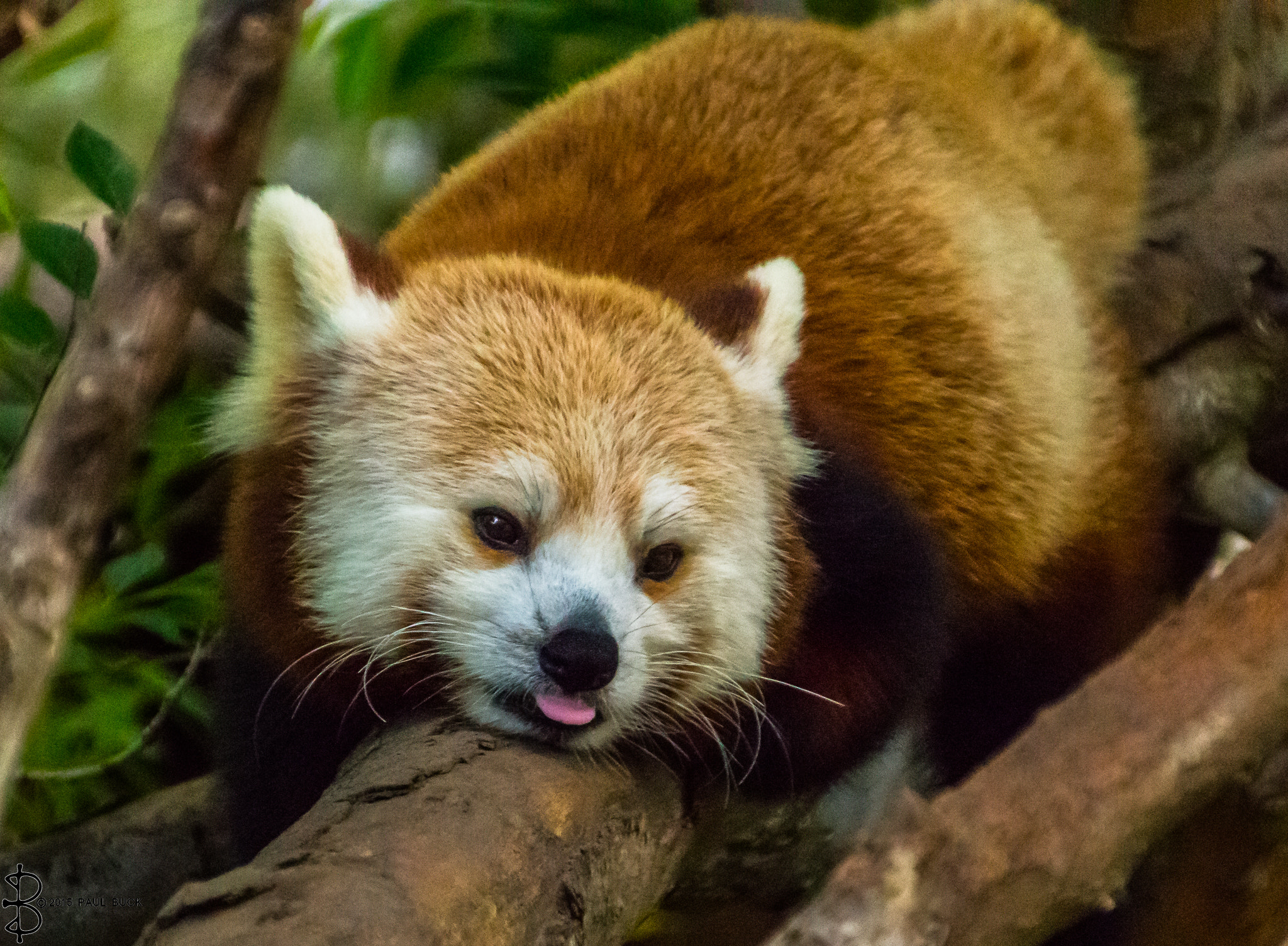 Canon EOS 650D (EOS Rebel T4i / EOS Kiss X6i) sample photo. Red panda blows a raspberry photography