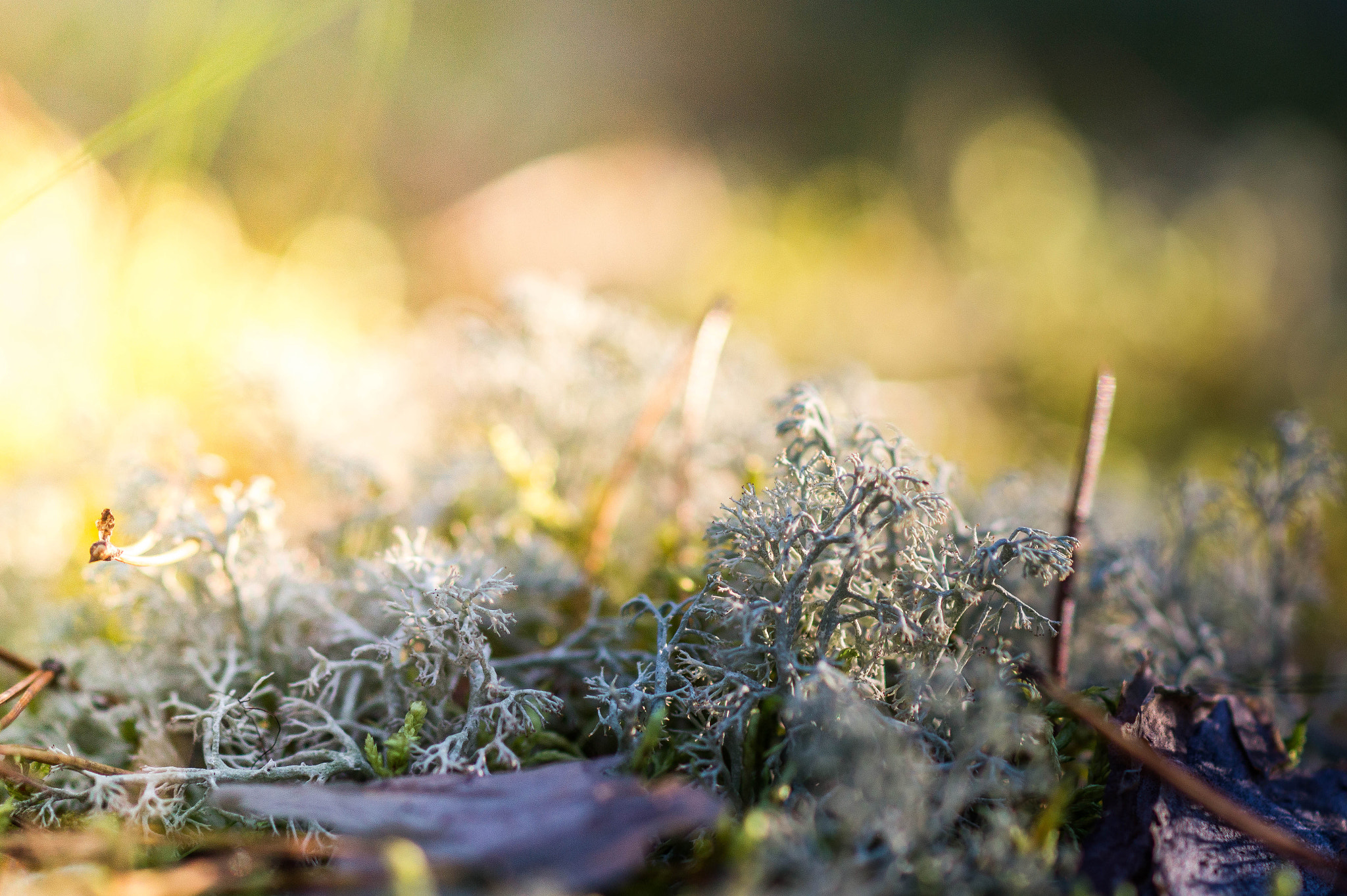 Sony SLT-A58 + Sony 100mm F2.8 Macro sample photo. Magic of nature photography