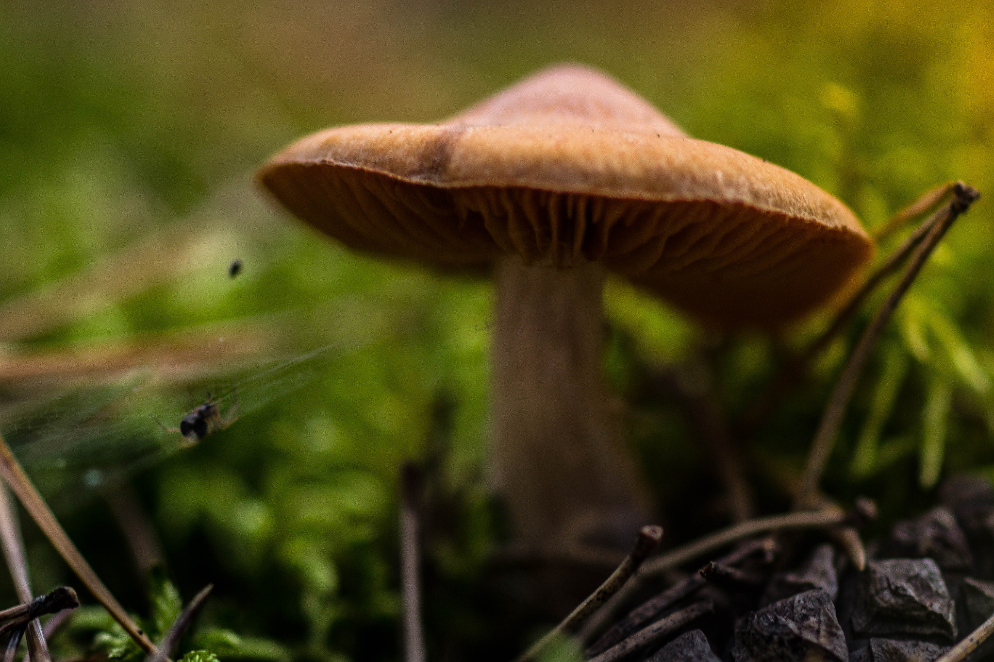 Sony SLT-A58 + Sony 100mm F2.8 Macro sample photo. Mushroom photography