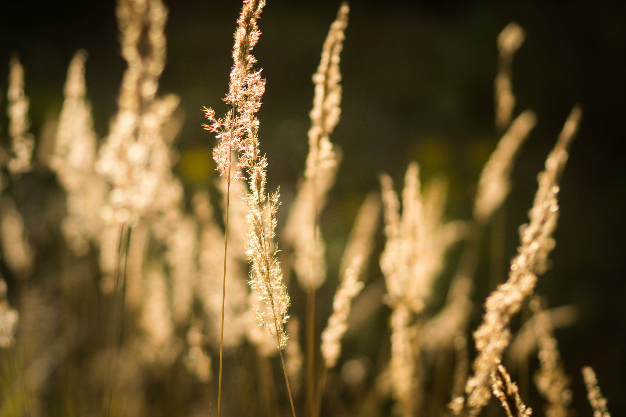 Sony SLT-A58 + Sony 100mm F2.8 Macro sample photo. Spikes photography