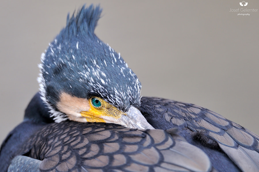 Nikon D3S + Sigma 24-60mm F2.8 EX DG sample photo. Cormorant photography