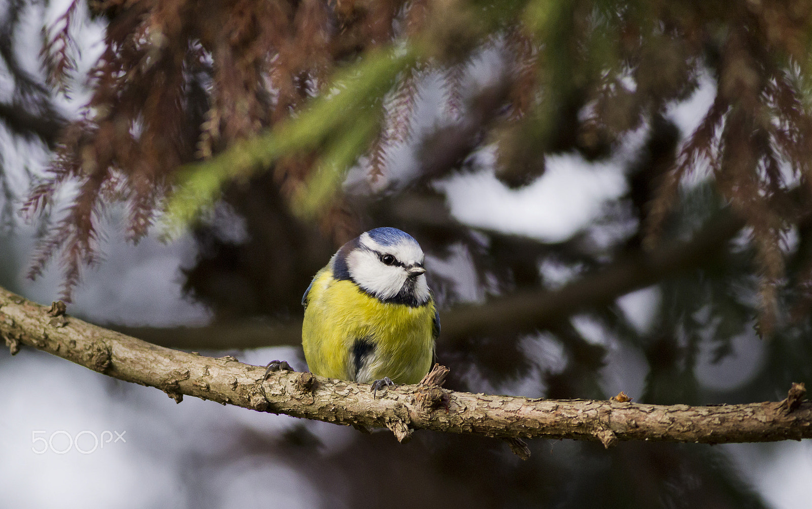 Canon EOS 600D (Rebel EOS T3i / EOS Kiss X5) + Canon EF 400mm F5.6L USM sample photo. Sýkorka modřínka photography
