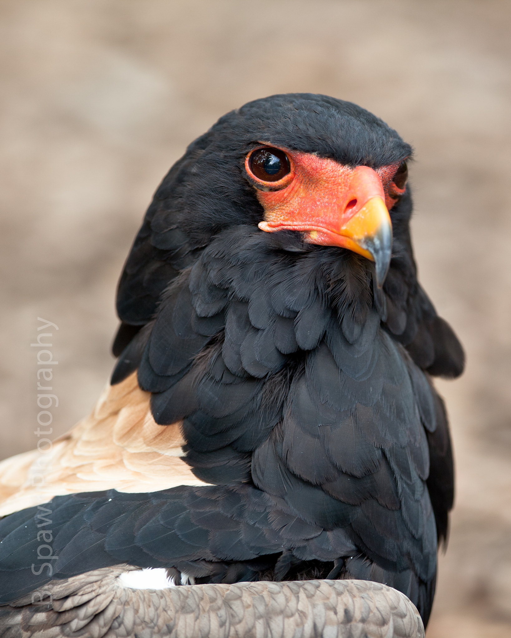 Canon EF 300mm F2.8L IS USM sample photo. Bird of prey photography