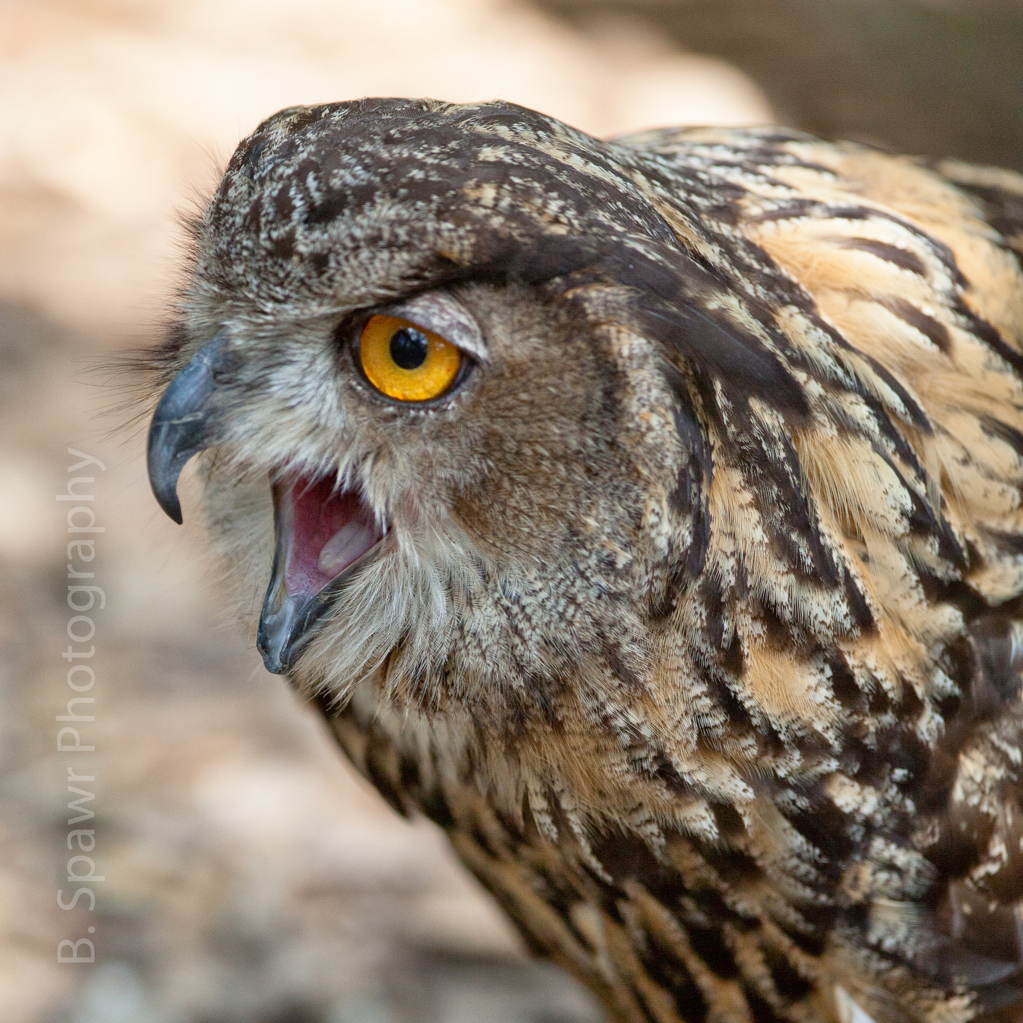 Canon EF 300mm F2.8L IS USM sample photo. Screech photography