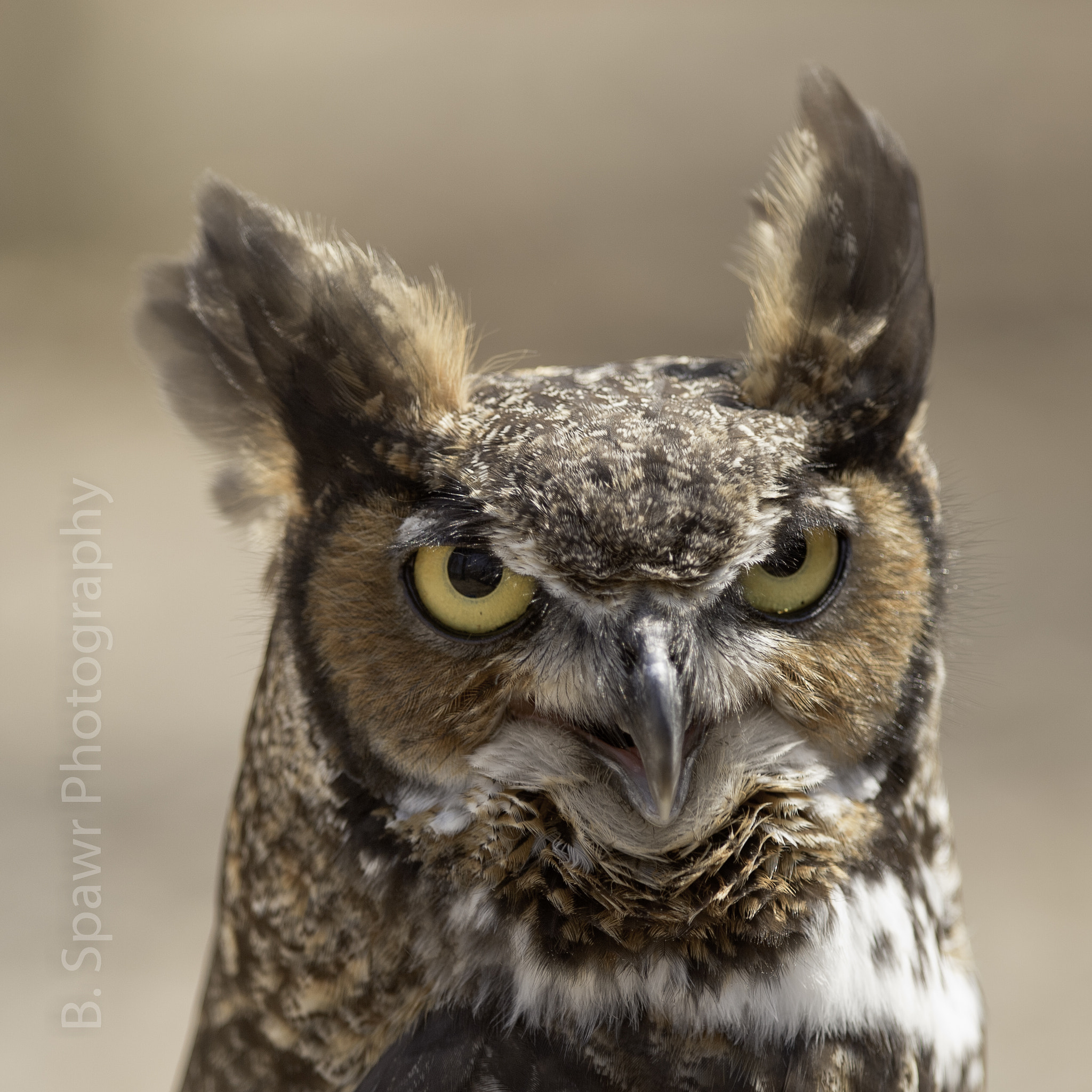 Canon EF 300mm F2.8L IS USM sample photo. Wild bird sanctuary owl photography