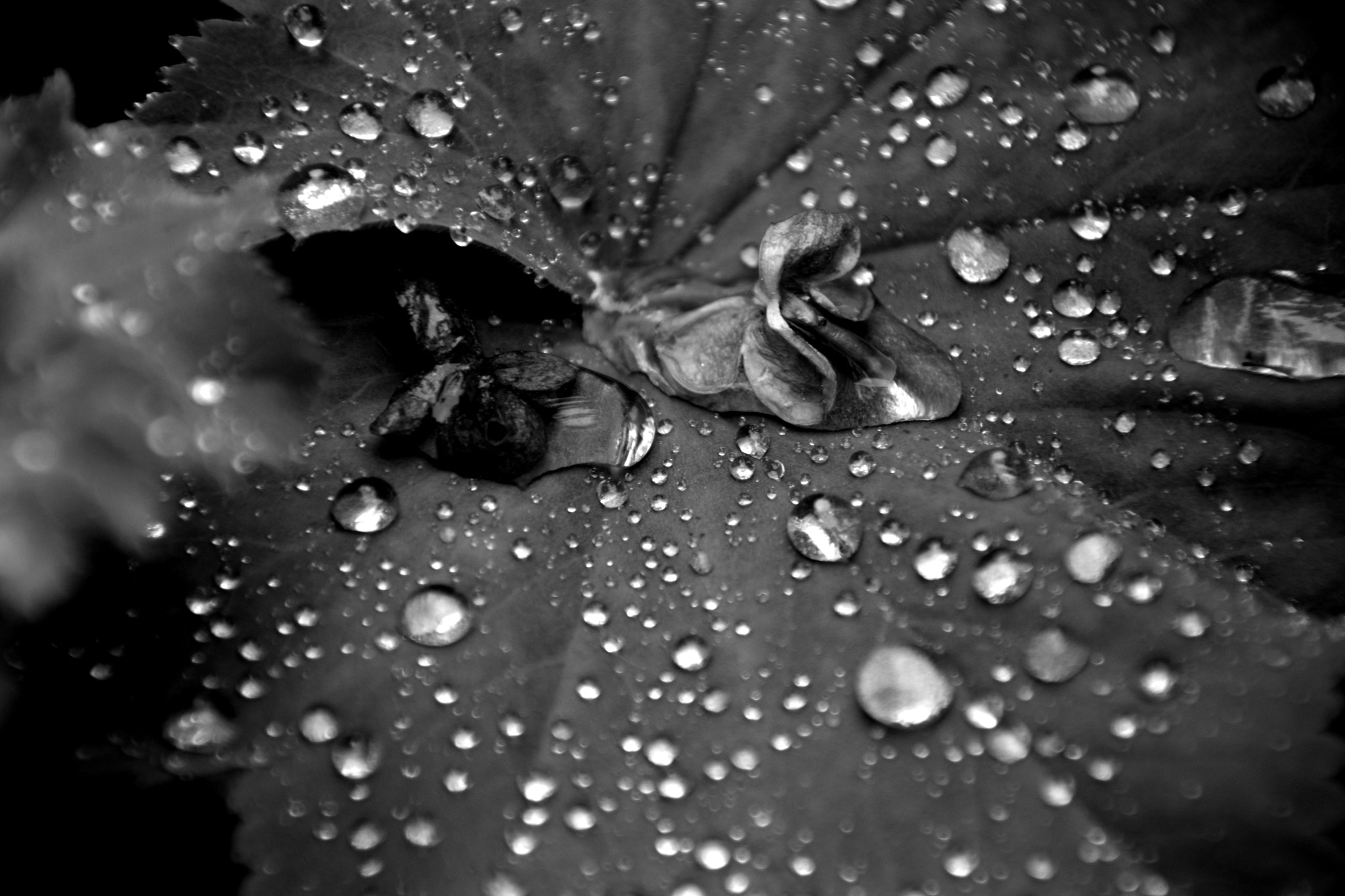 Sigma 18-200mm F3.5-6.3 II DC OS HSM sample photo. After the rain photography