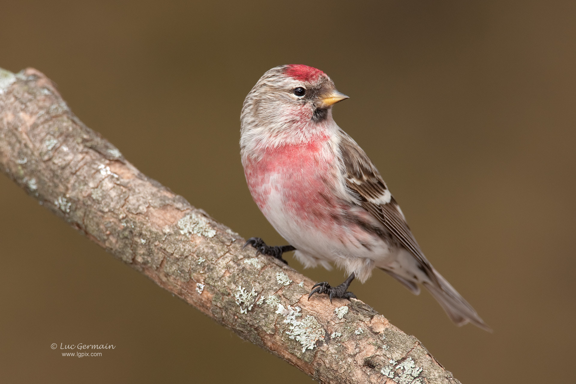 Canon EF 500mm F4L IS USM sample photo. Common redpoll photography