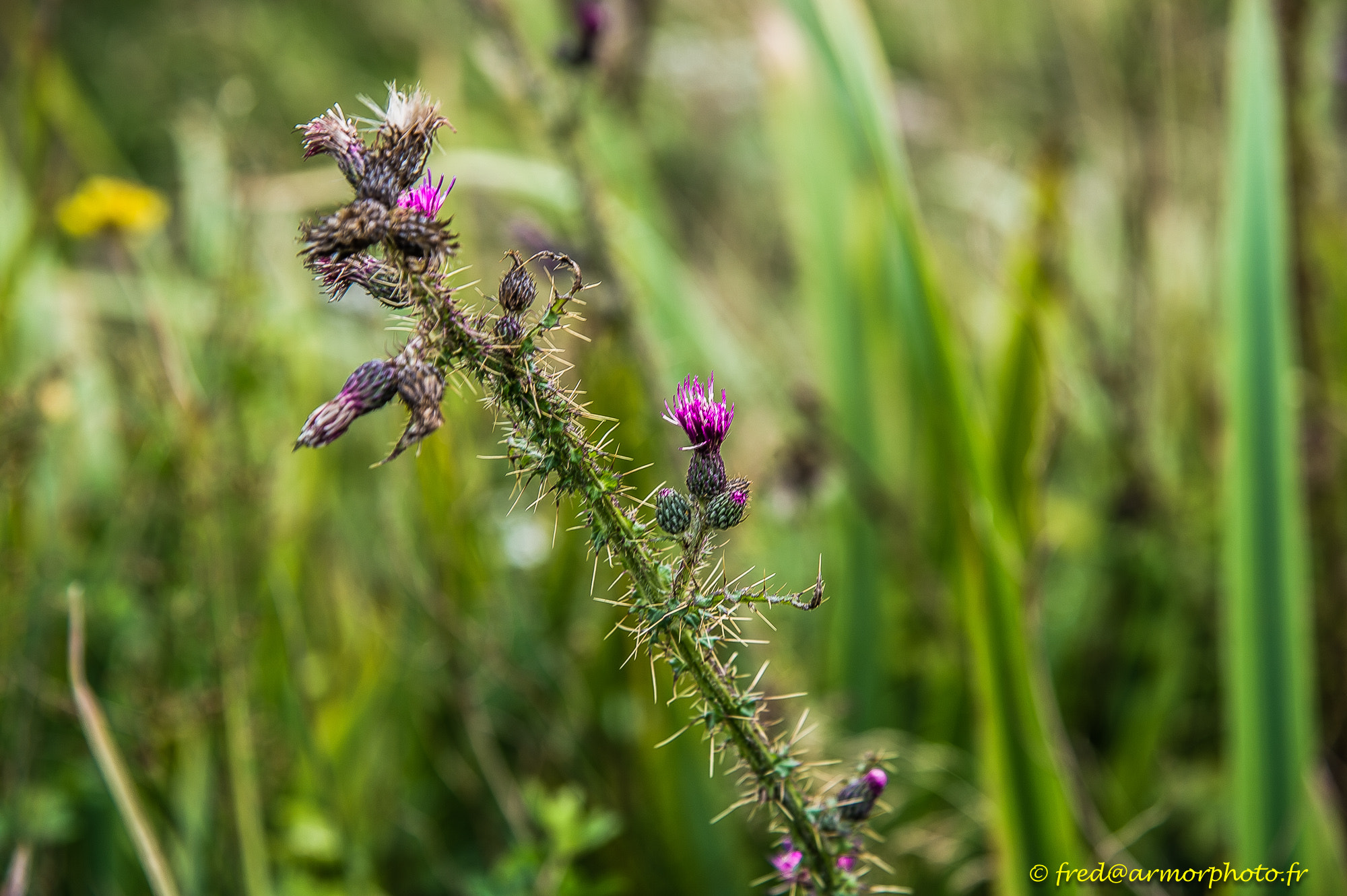 Nikon D3S sample photo. Scotland photography