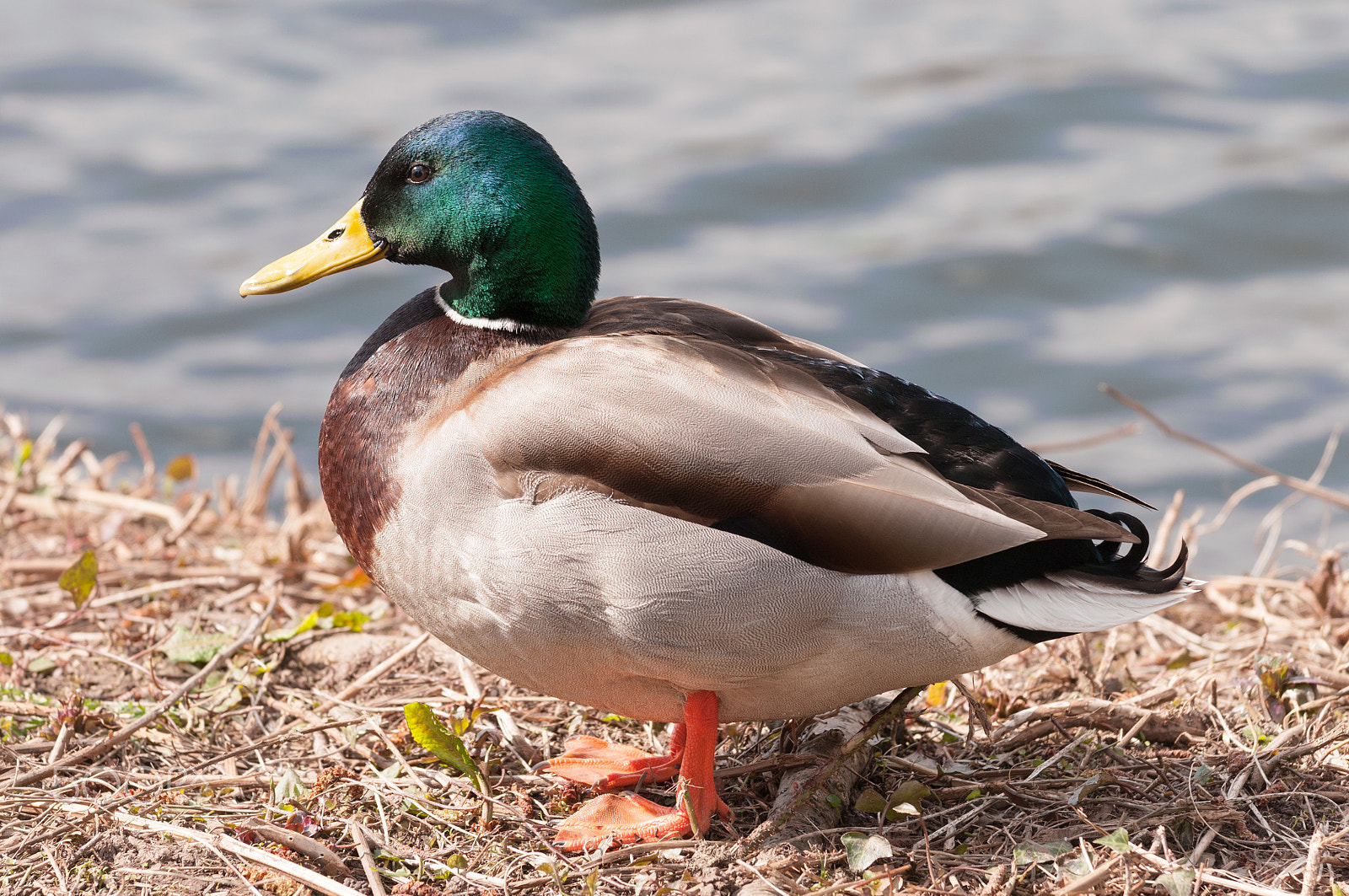 Nikon AF-S Nikkor 70-200mm F4G ED VR sample photo. Mallard photography