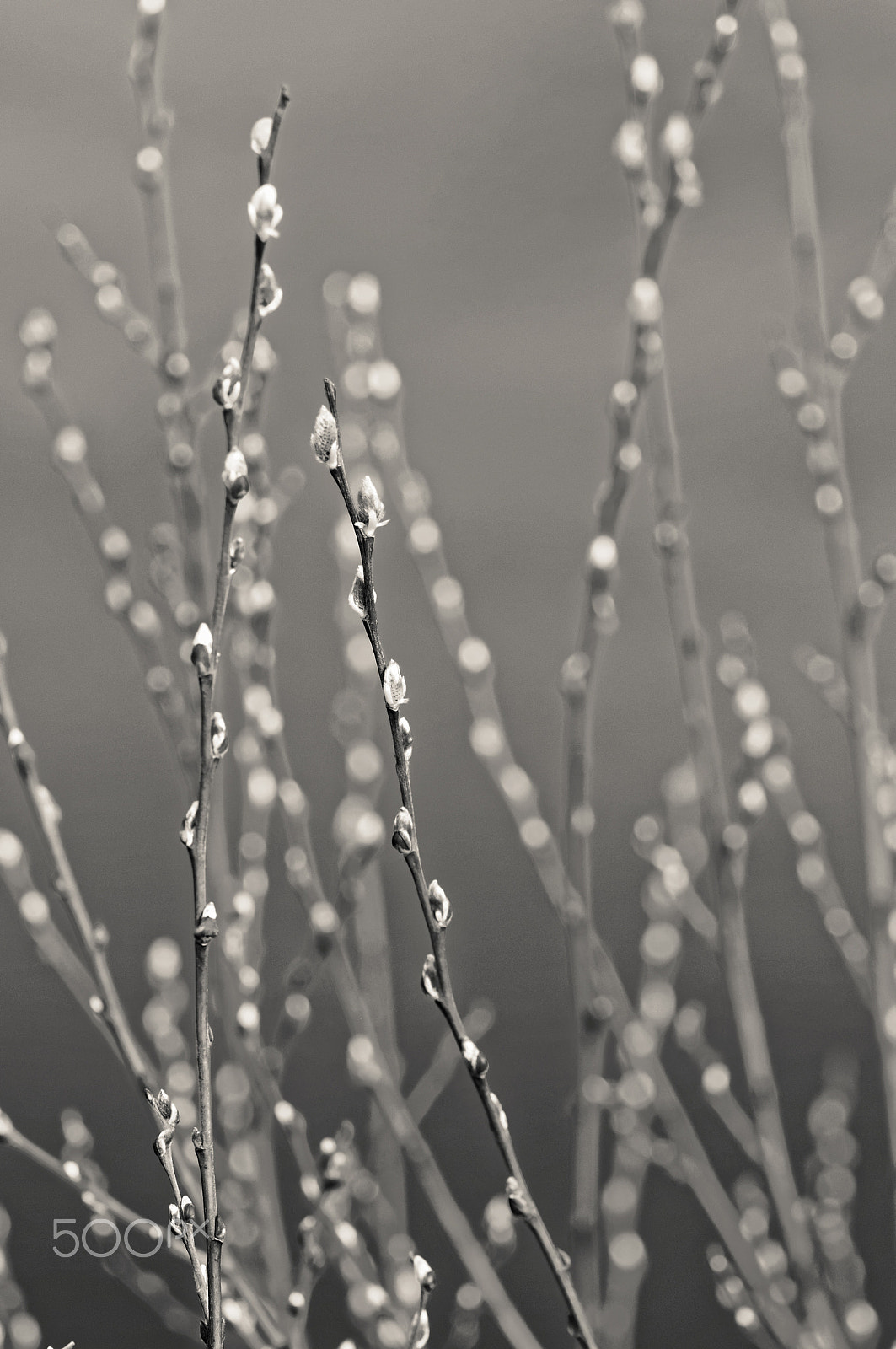 Nikon AF-S Nikkor 70-200mm F4G ED VR sample photo. Buds photography