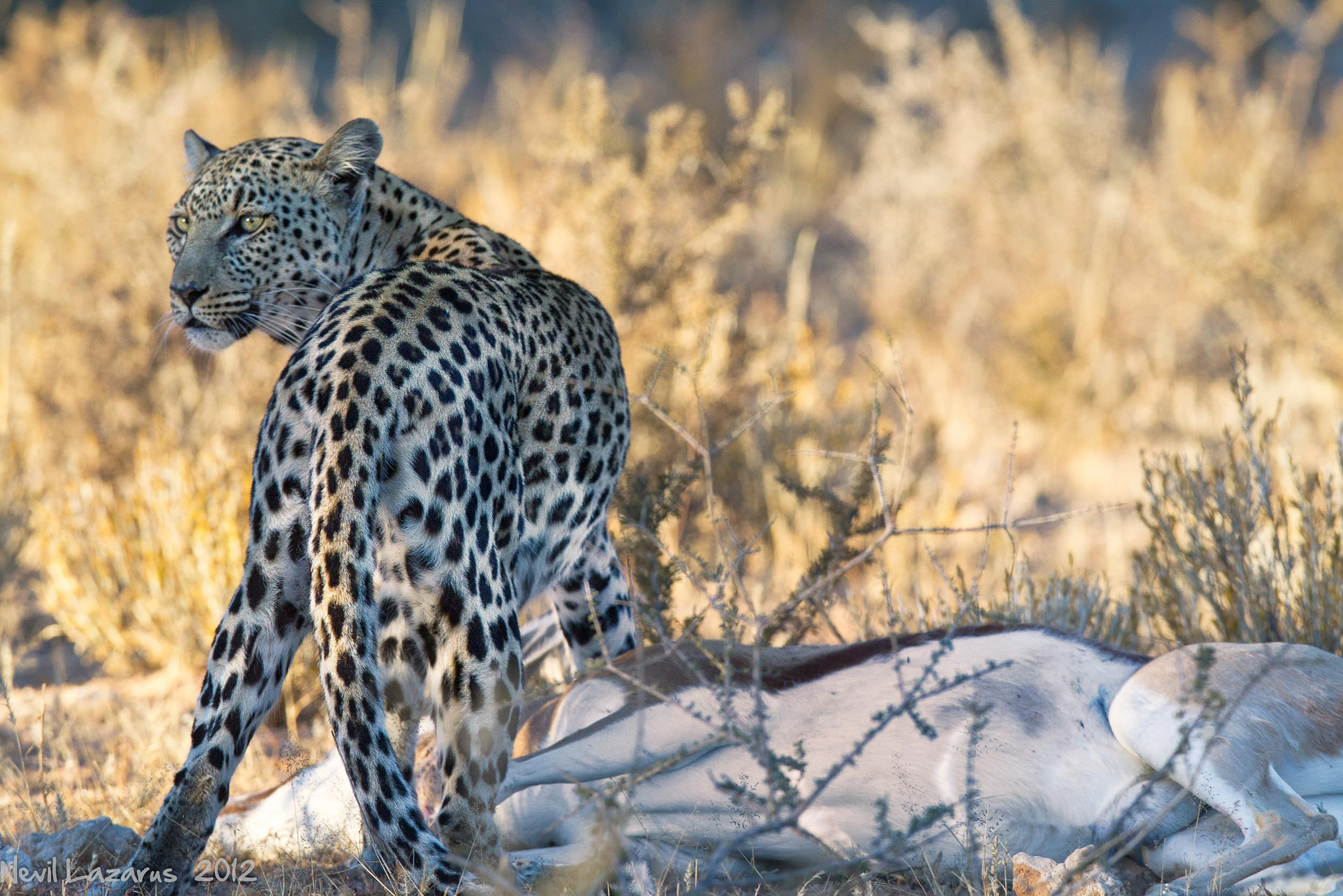 Canon EOS-1D Mark IV + Canon EF 300mm F2.8L IS USM sample photo. Leopard and springbok photography