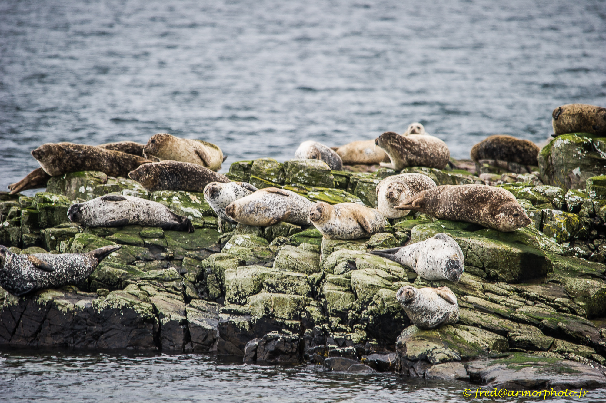 Sigma 150-500mm F5-6.3 DG OS HSM sample photo. Scotland photography