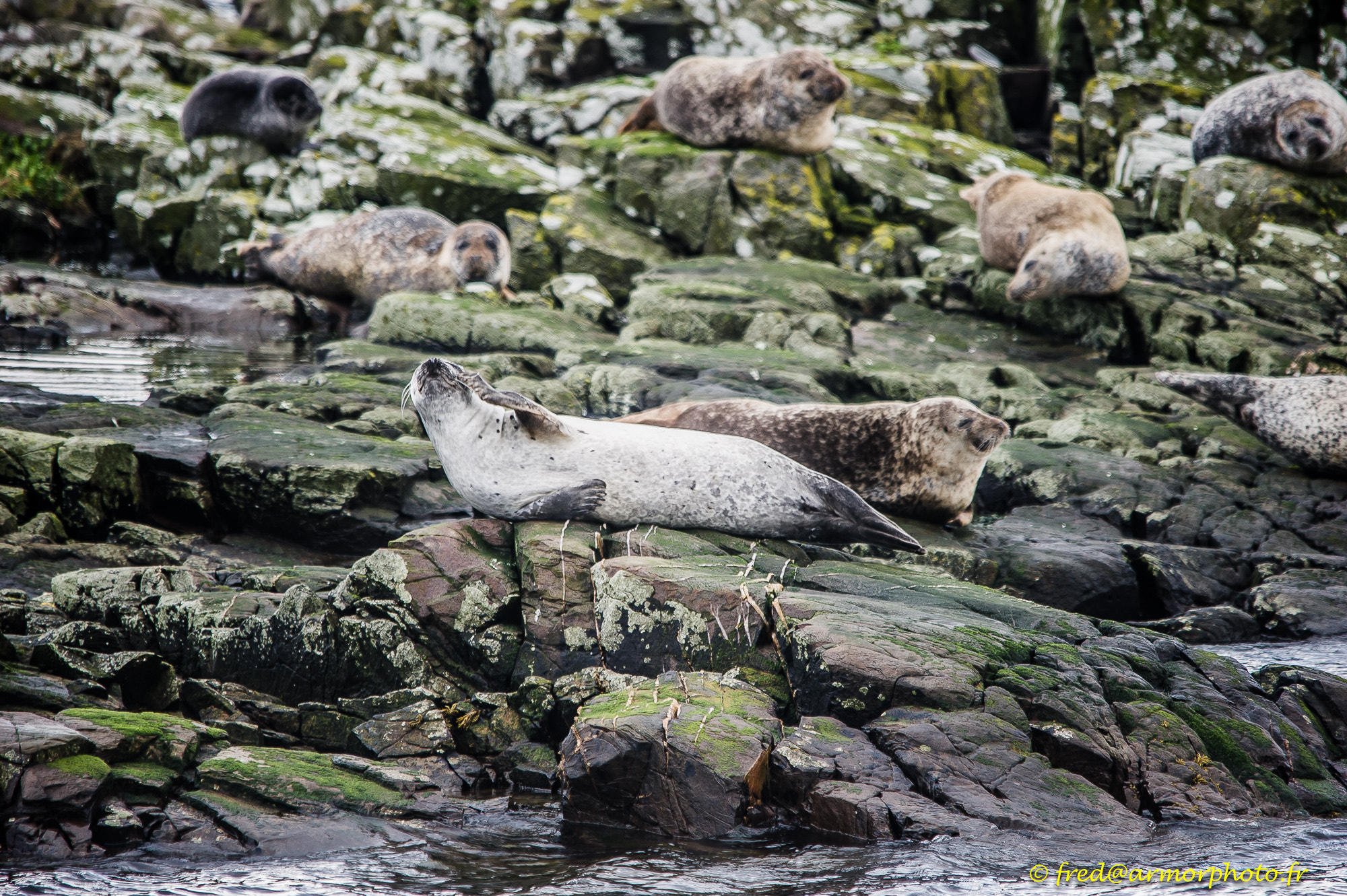 Sigma 150-500mm F5-6.3 DG OS HSM sample photo. Scotland photography