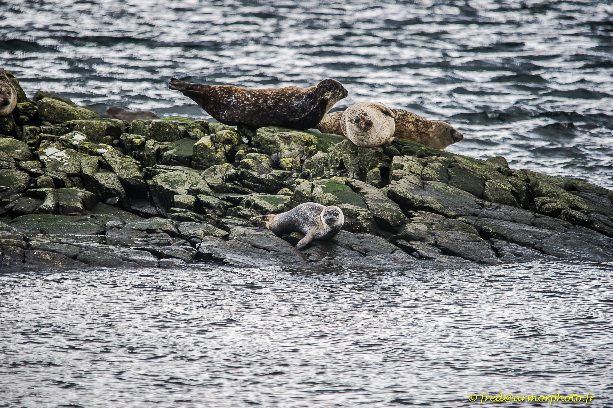 Sigma 150-500mm F5-6.3 DG OS HSM sample photo. Scotland photography