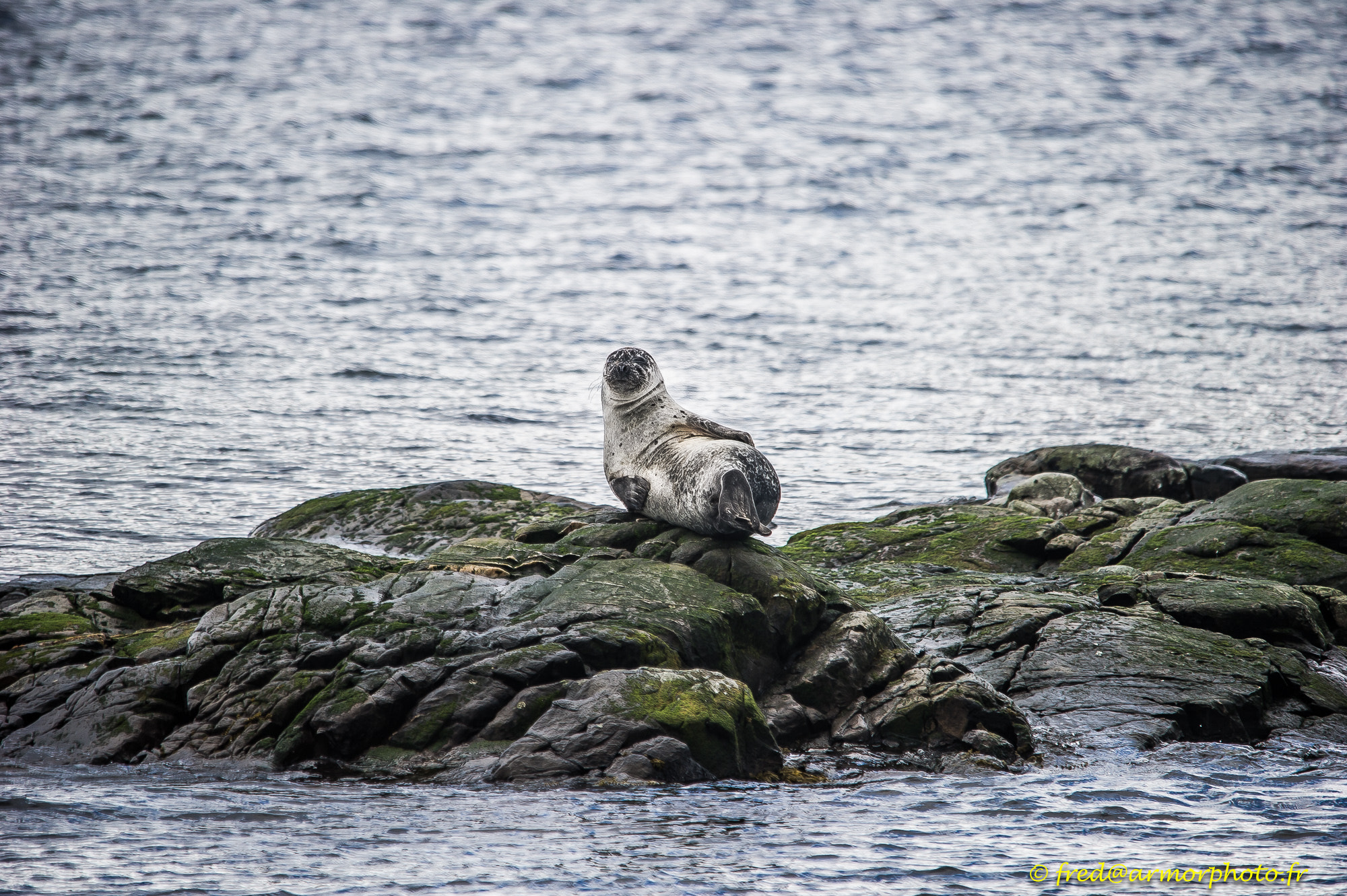 Sigma 150-500mm F5-6.3 DG OS HSM sample photo. Scotland photography