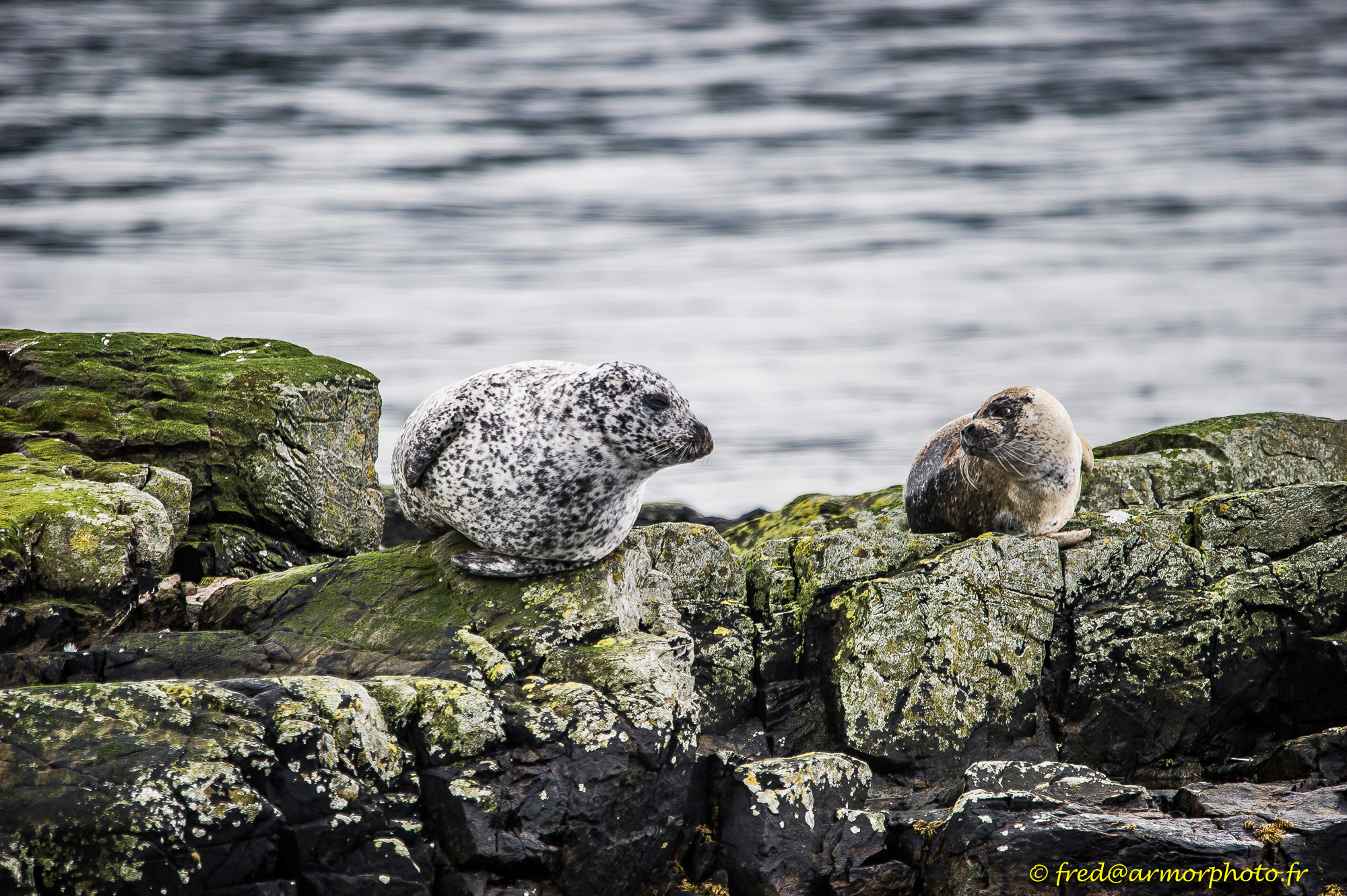 Sigma 150-500mm F5-6.3 DG OS HSM sample photo. Scotland photography
