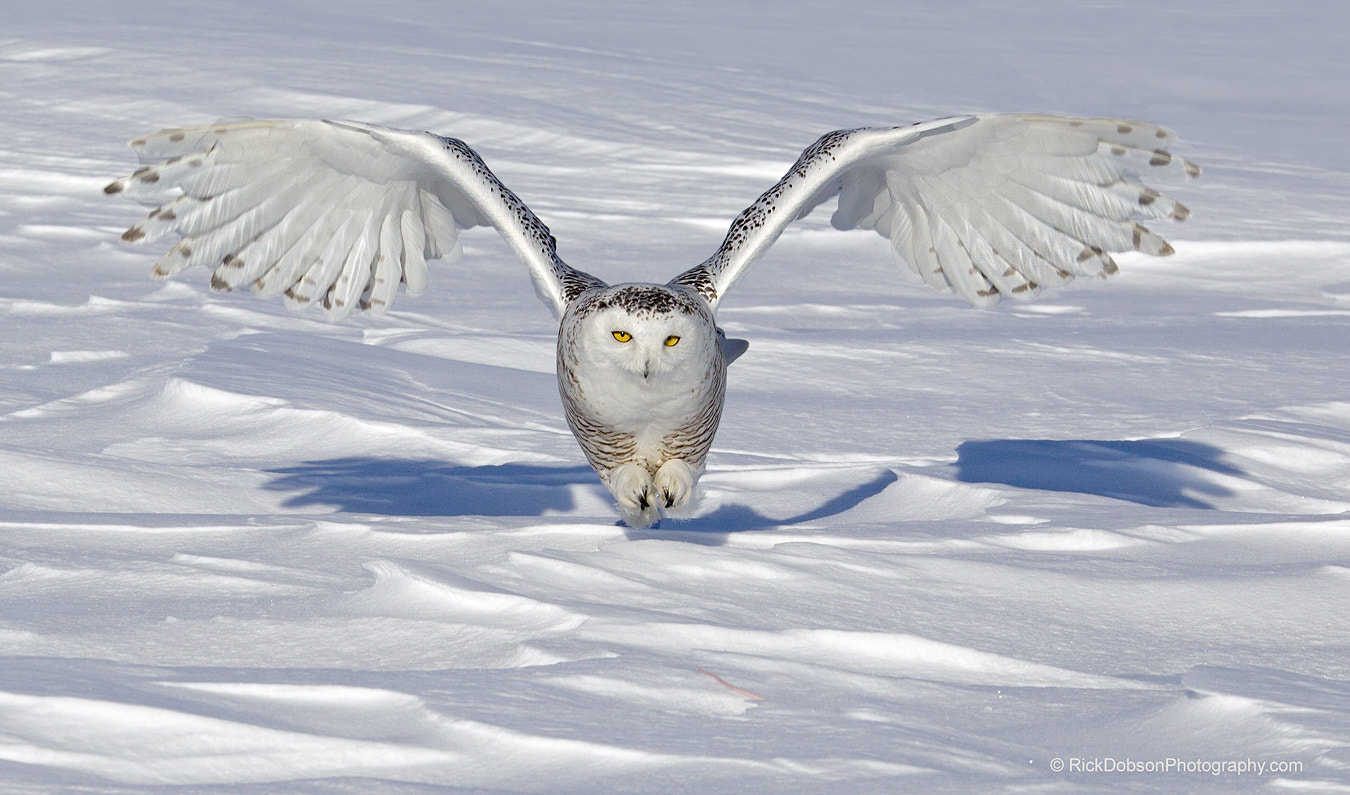 Canon EOS-1D Mark IV sample photo. Snowy owl photography