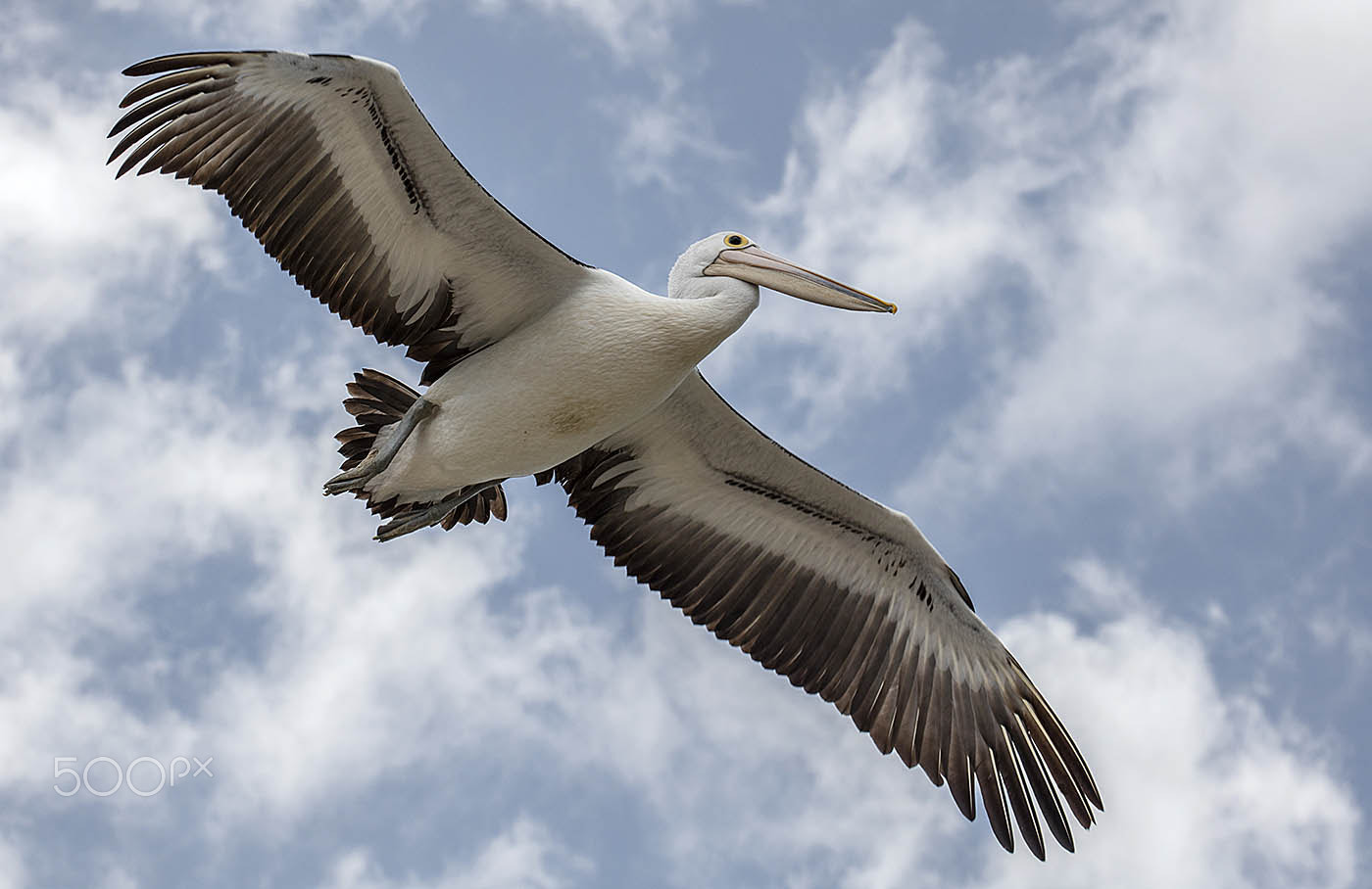 Canon EOS 5DS R + Canon EF 70-300mm F4-5.6L IS USM sample photo. Pelican in flight photography