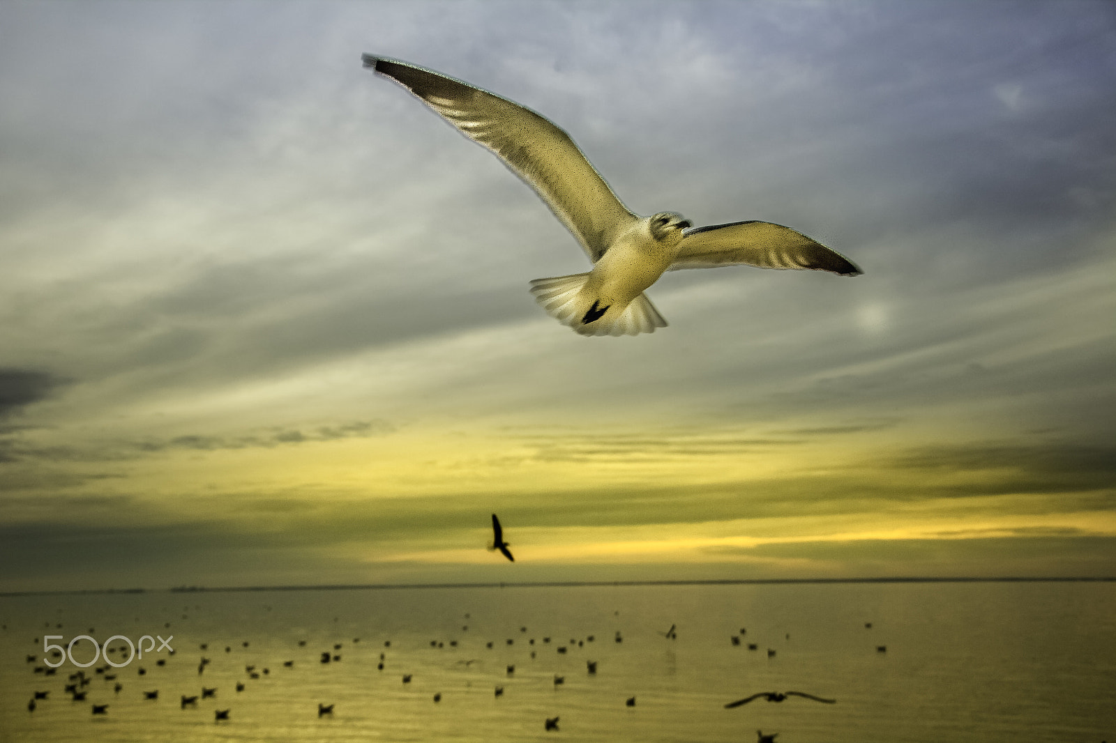 Sigma 18-250mm F3.5-6.3 DC OS HSM sample photo. Golden flight... photography
