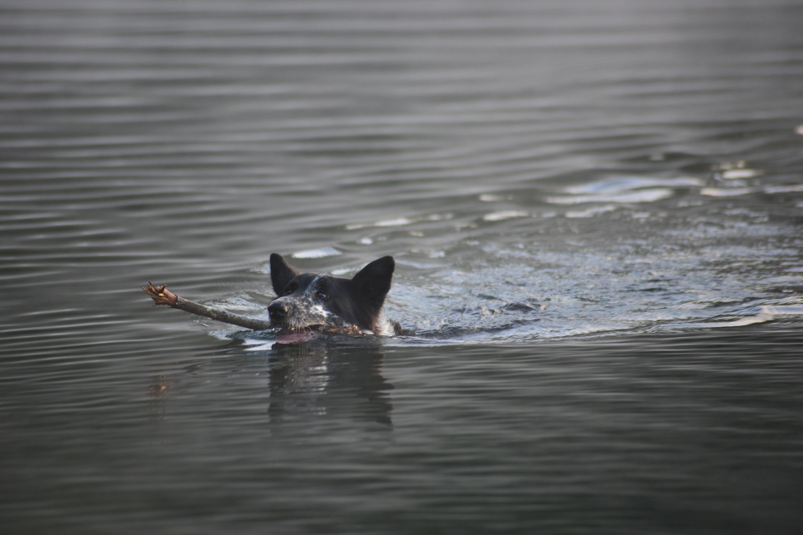 Sigma 70-300mm F4-5.6 APO Macro Super II sample photo. The ears don't help photography