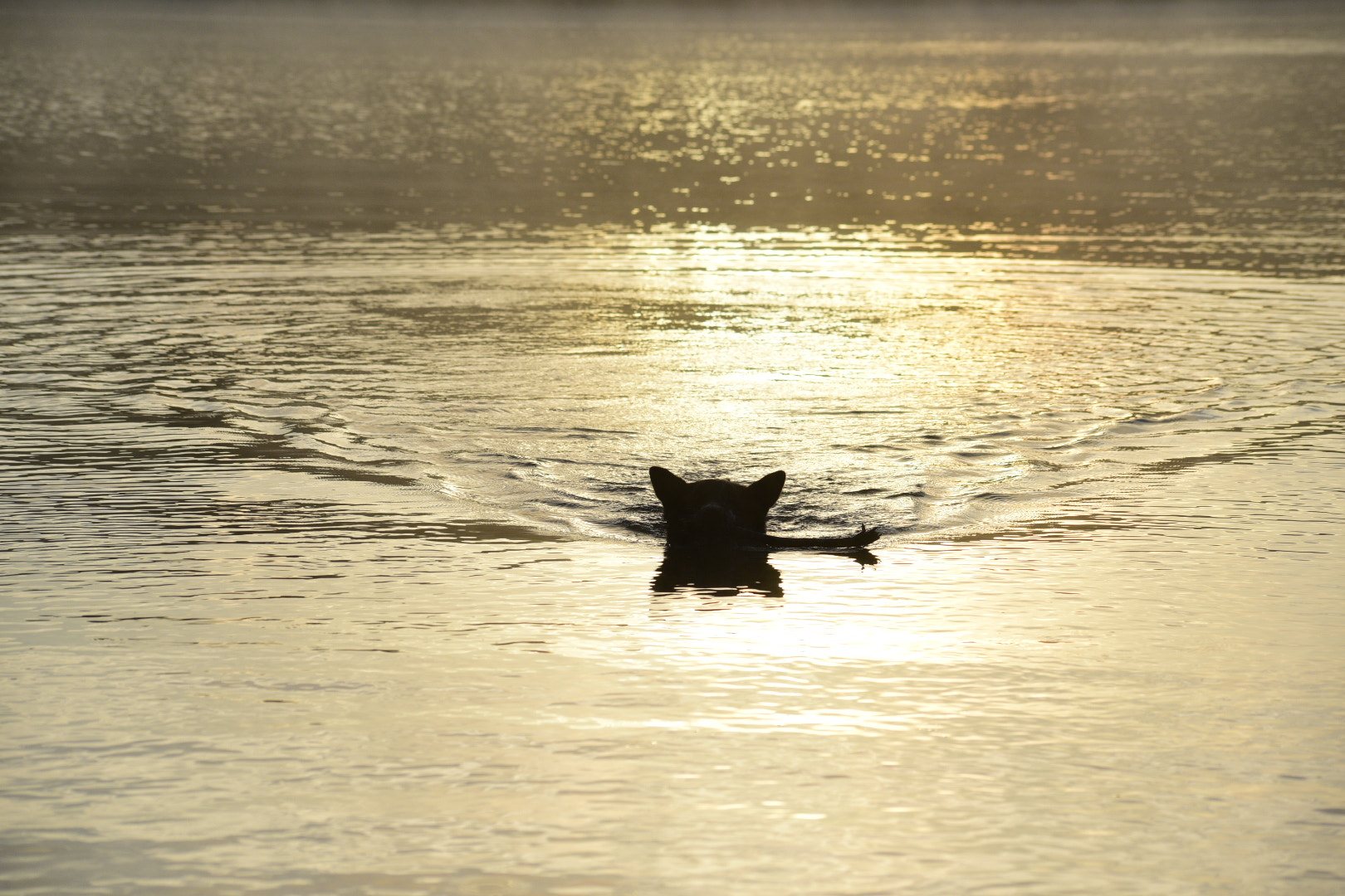 Sigma 70-300mm F4-5.6 APO Macro Super II sample photo. Fetch at sunrise on the oregon coast photography