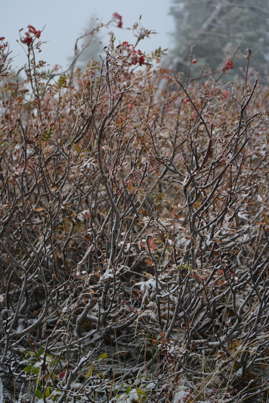 Sigma 70-300mm F4-5.6 APO Macro Super II sample photo. First snow at crater lake photography