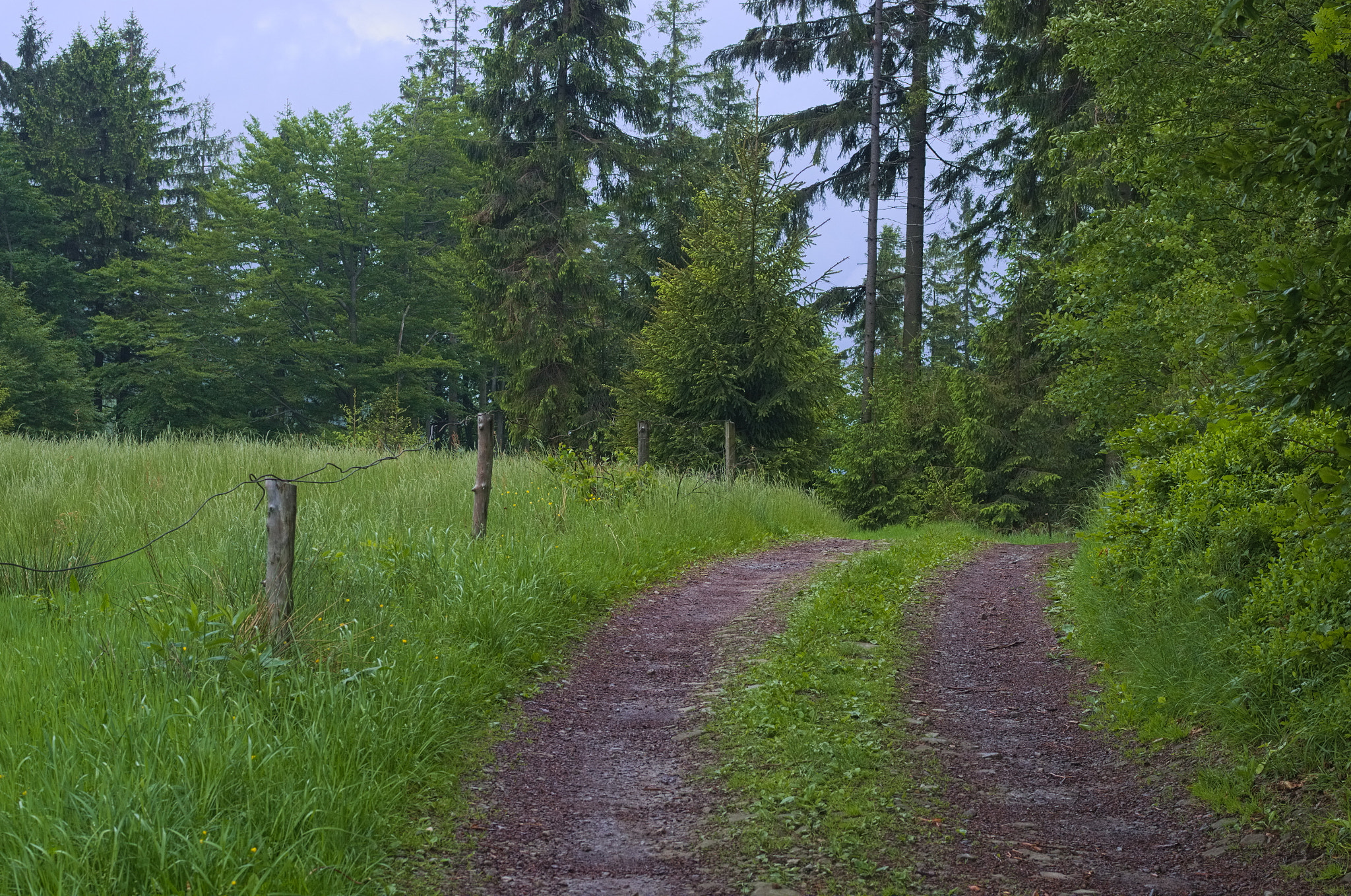 Pentax K-5 + smc PENTAX-FA Macro 50mm F2.8 sample photo. Green trail in small beskid photography