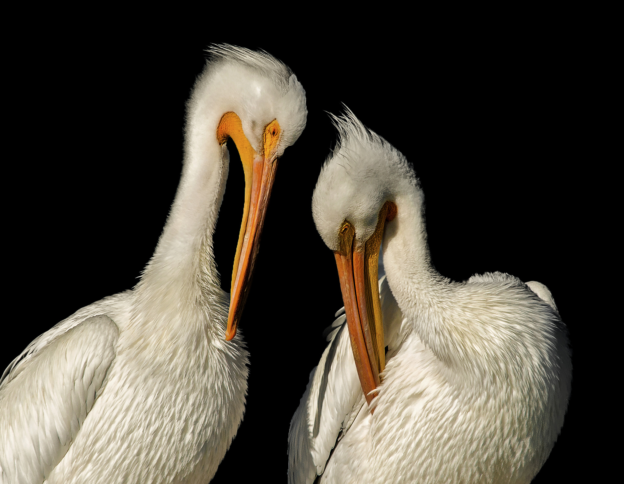 Nikon D800E + AF Nikkor 300mm f/4 IF-ED sample photo. Wet pelicans photography