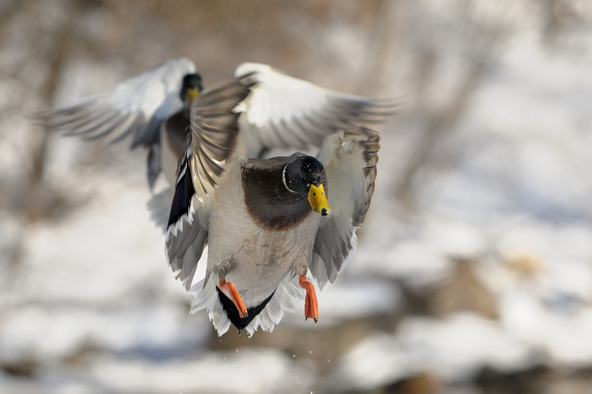Nikon AF-S Nikkor 300mm F2.8G ED-IF VR sample photo. Duet mallard duck photography