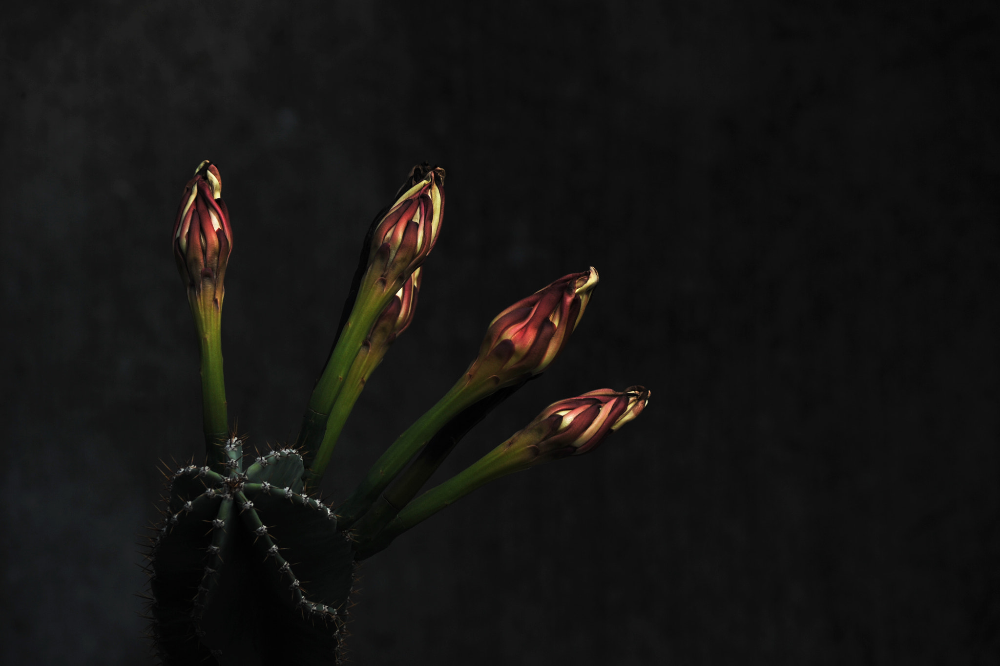 Nikon D3S sample photo. ...花... photography