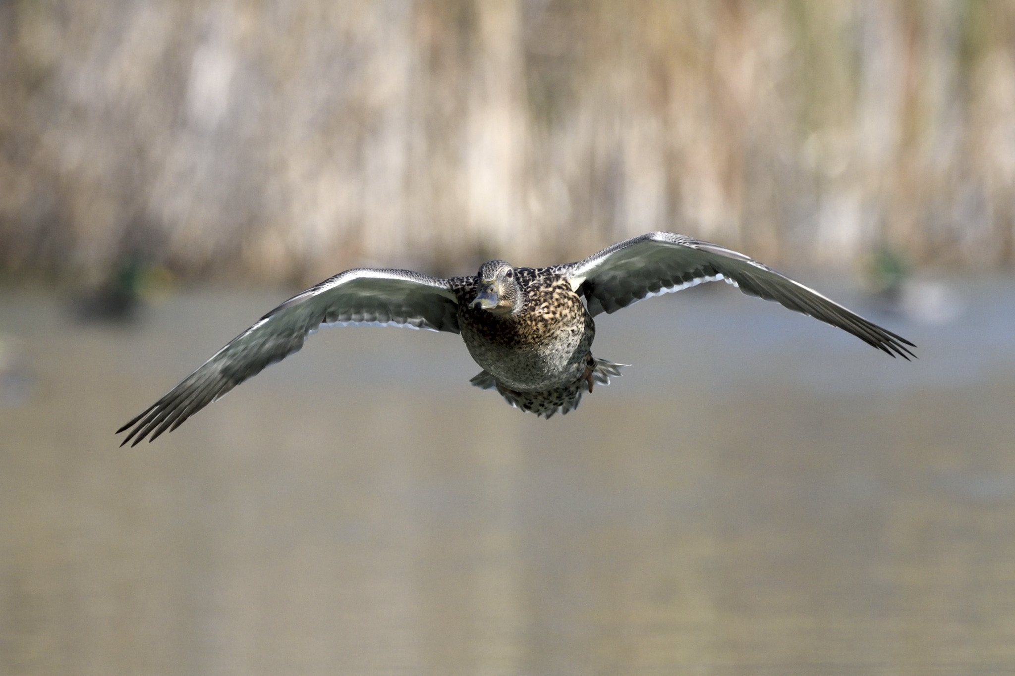Nikon AF-S Nikkor 200-400mm F4G ED-IF VR sample photo. Duck in flight photography