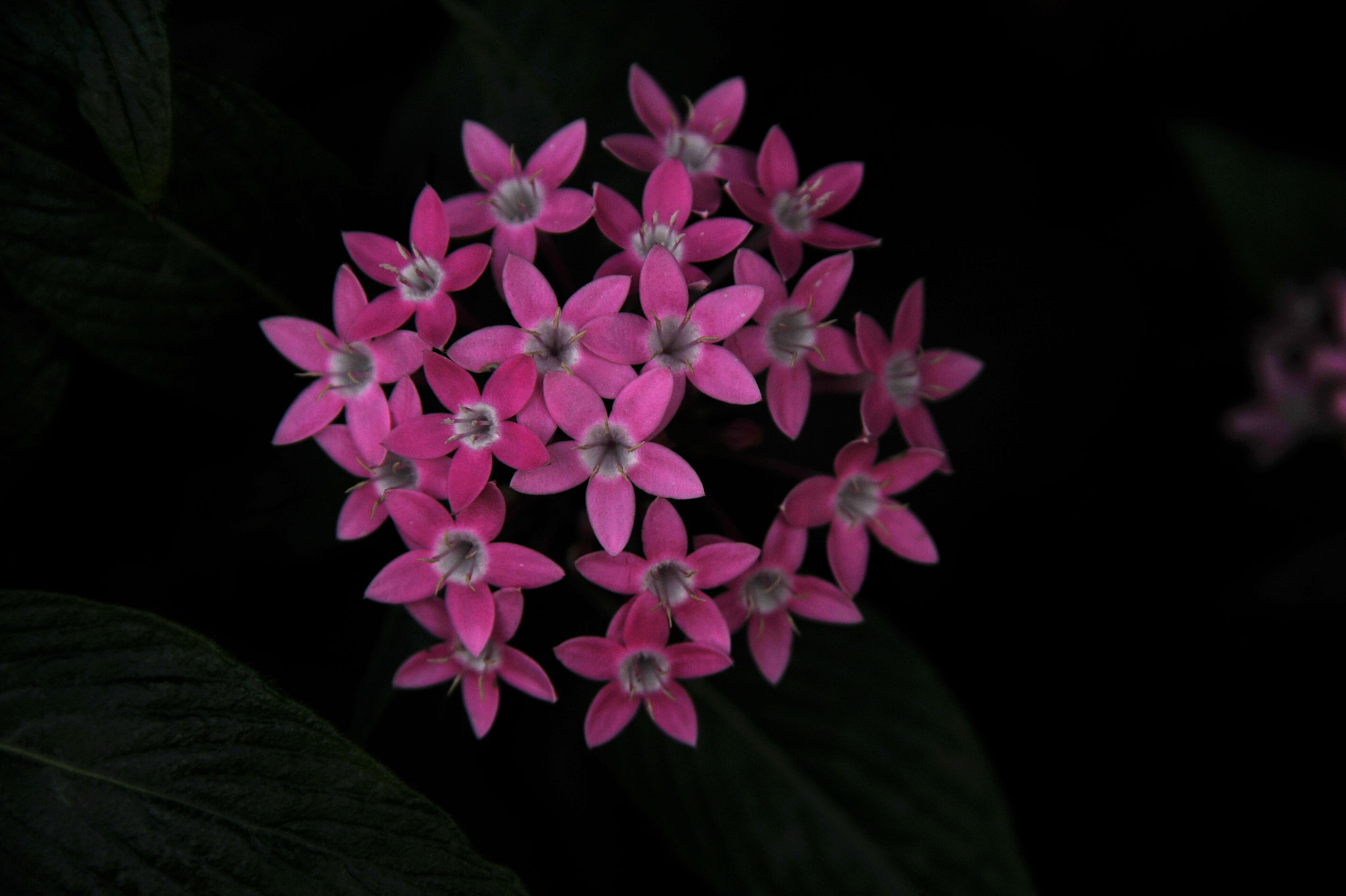 Nikon D3S sample photo. ...flowers... photography