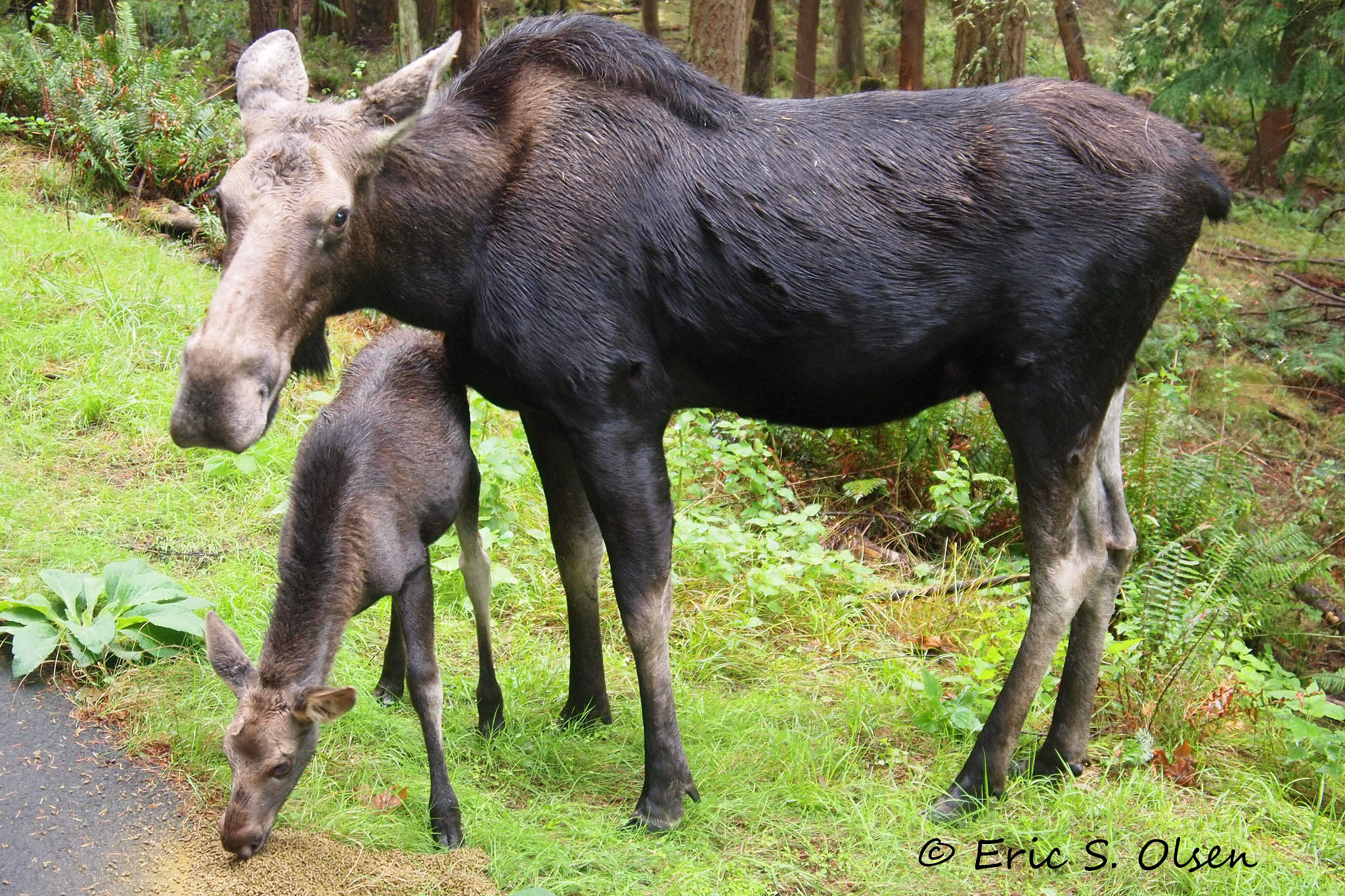 Olympus PEN E-P1 sample photo. Cow and calf moose photography