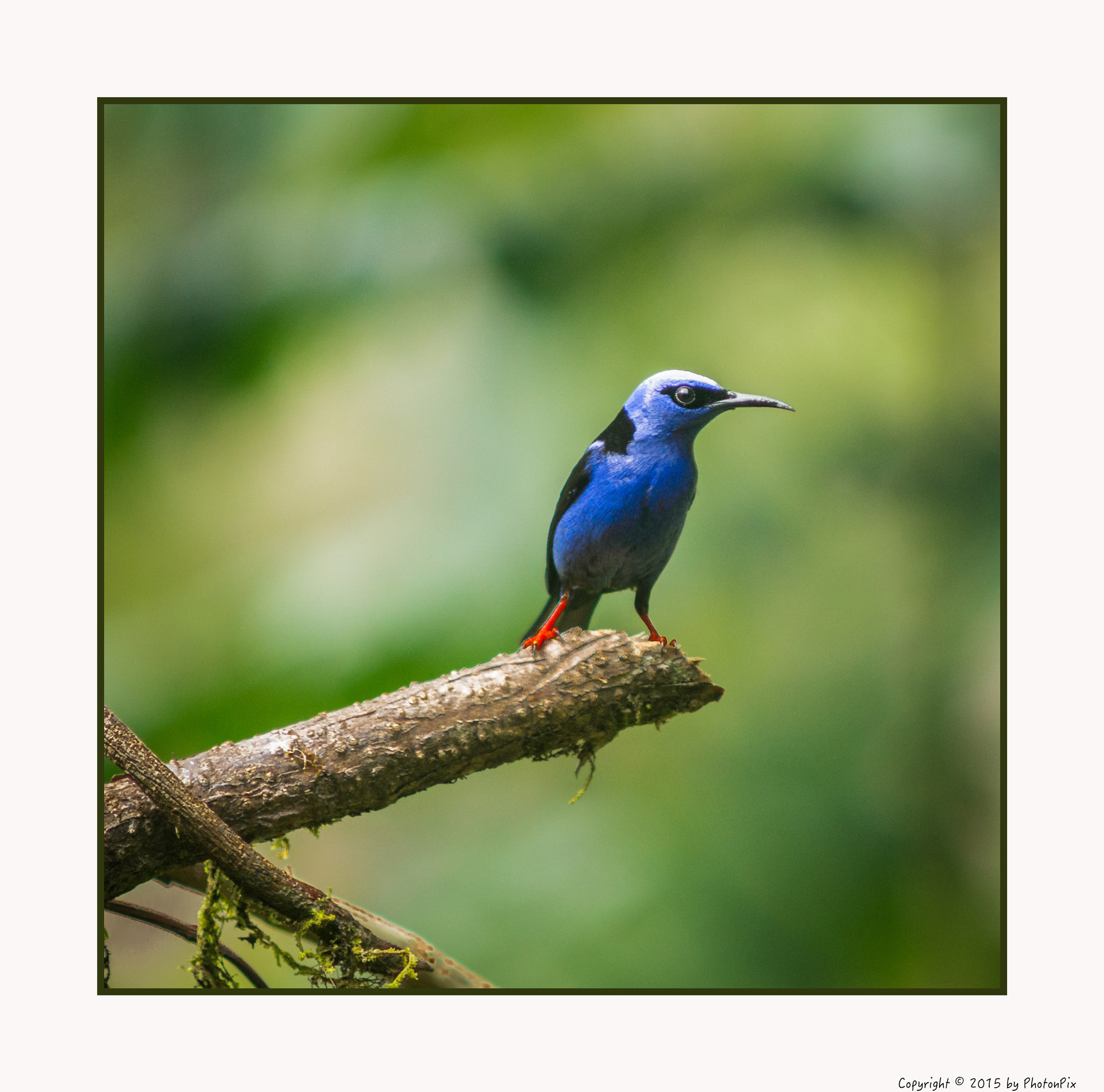 Sony SLT-A77 + Minolta AF 70-210mm F4 Macro sample photo. Red-legged honey creeper photography