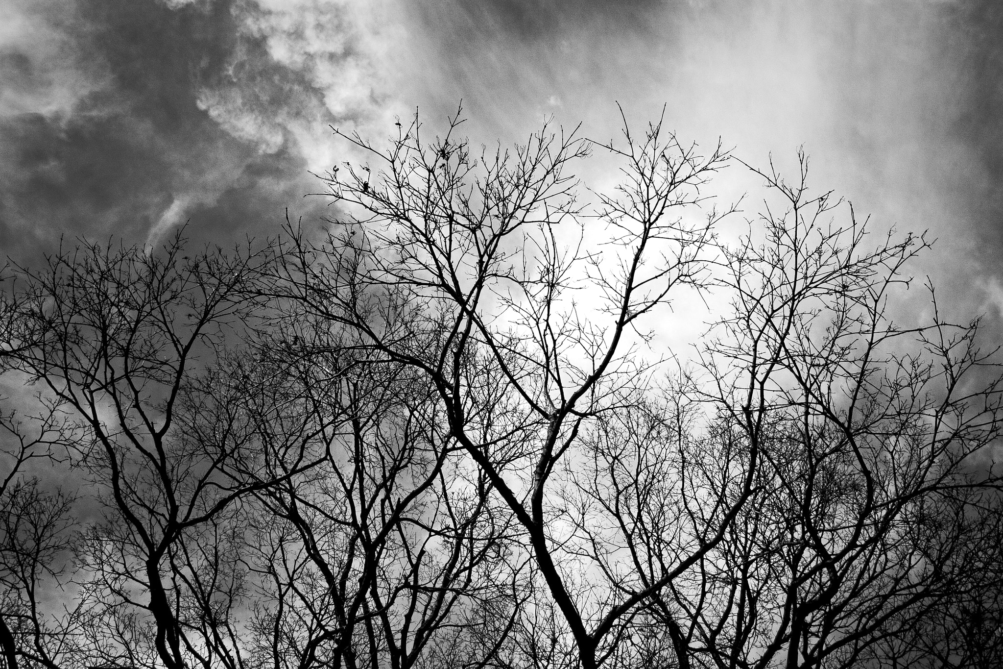 Canon EF-S 18-55mm F3.5-5.6 sample photo. Tree veins photography
