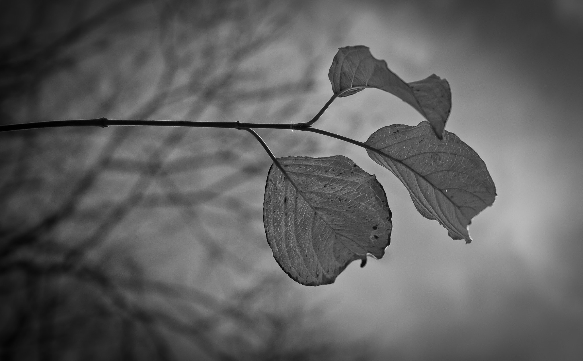 Canon EF-S 18-55mm F3.5-5.6 sample photo. End of autumn b/w photography